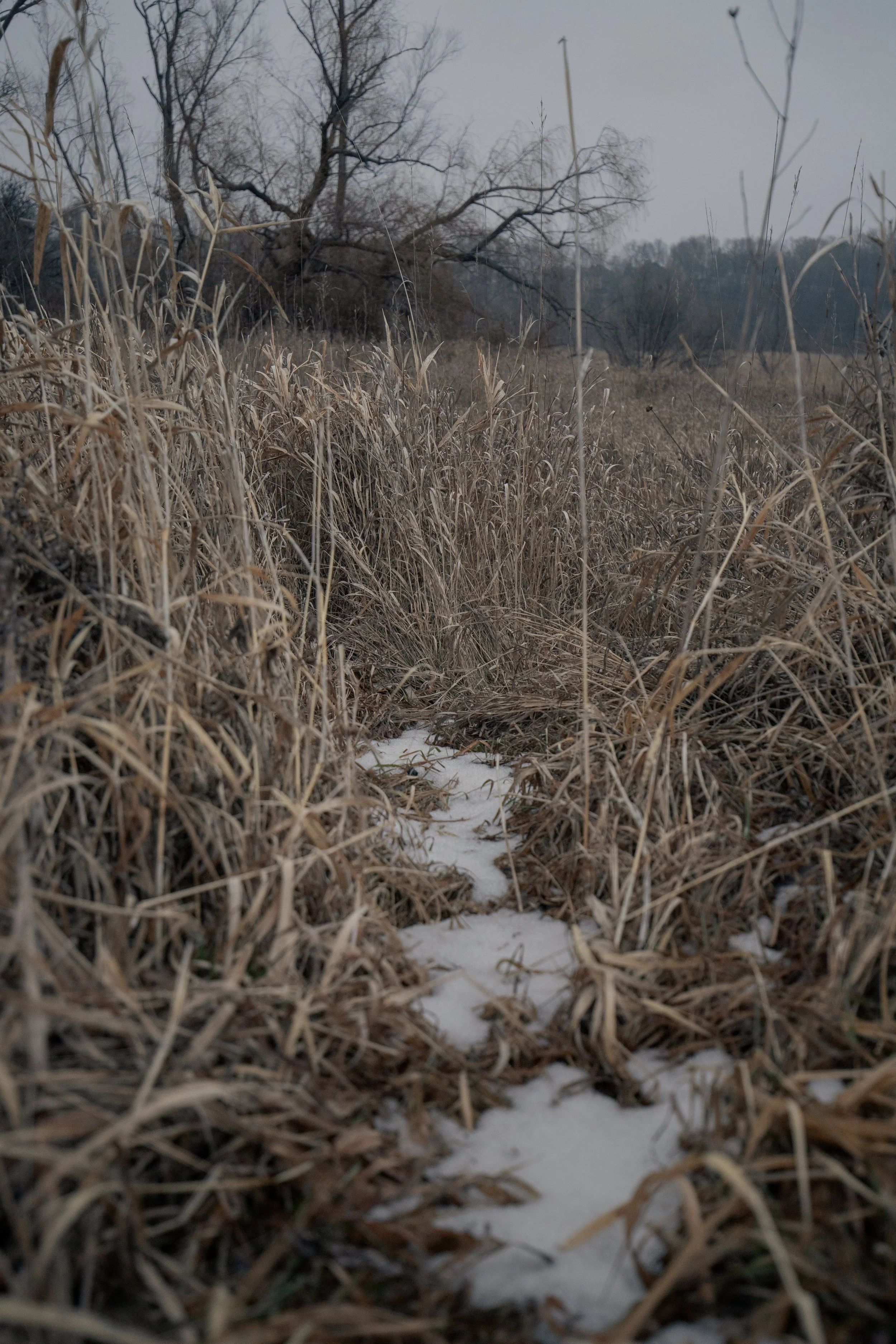 240124_rassmussson woods - warm tone_Lilly A_10.jpg