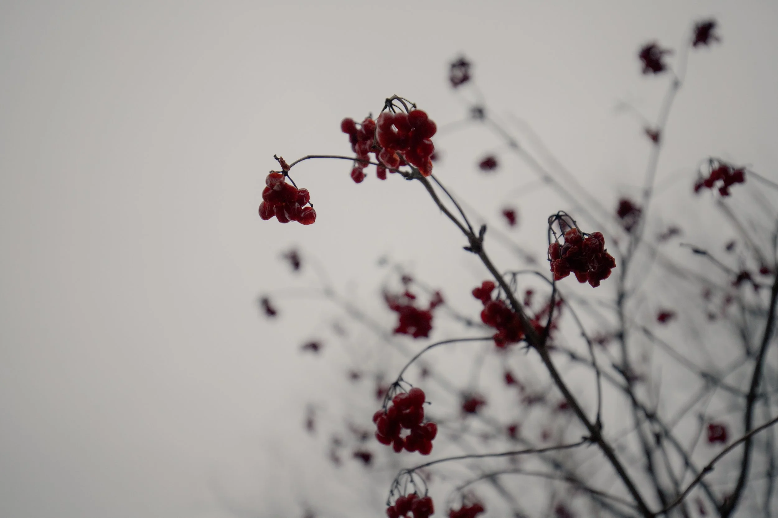 240124_rassmussson woods - warm tone_Lilly A_16.jpg