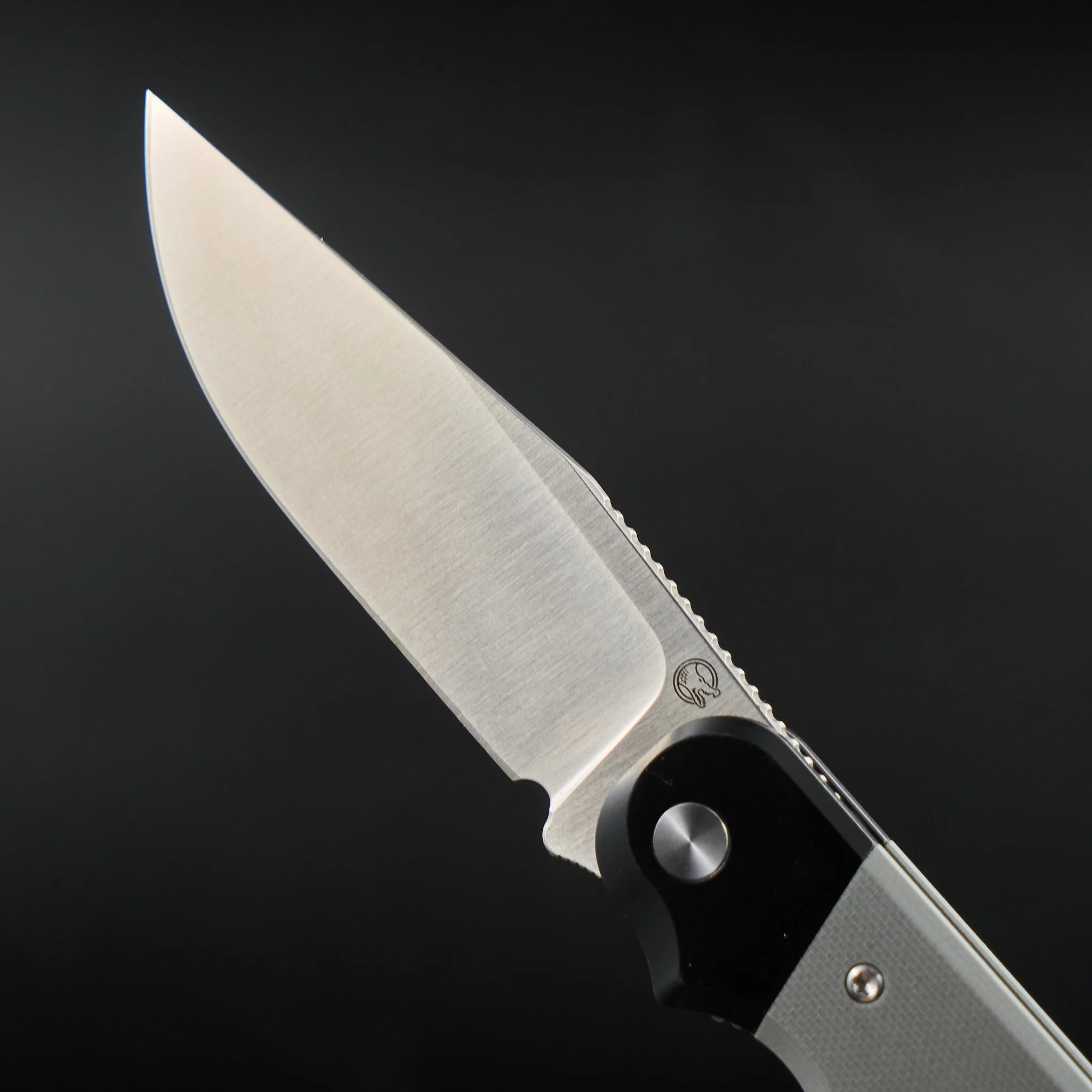 Close-up of the Rapax Buddy blade, high grind, and finger choil.