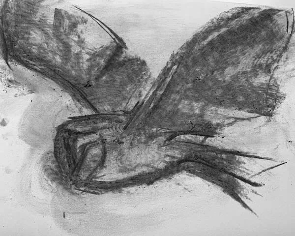 Barn+Owl+Study+3-+Charcoal+-+-+2.jpg