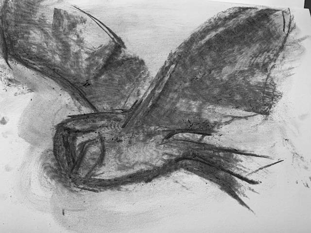 Barn Owl Study 3- Charcoal - - 2.jpeg