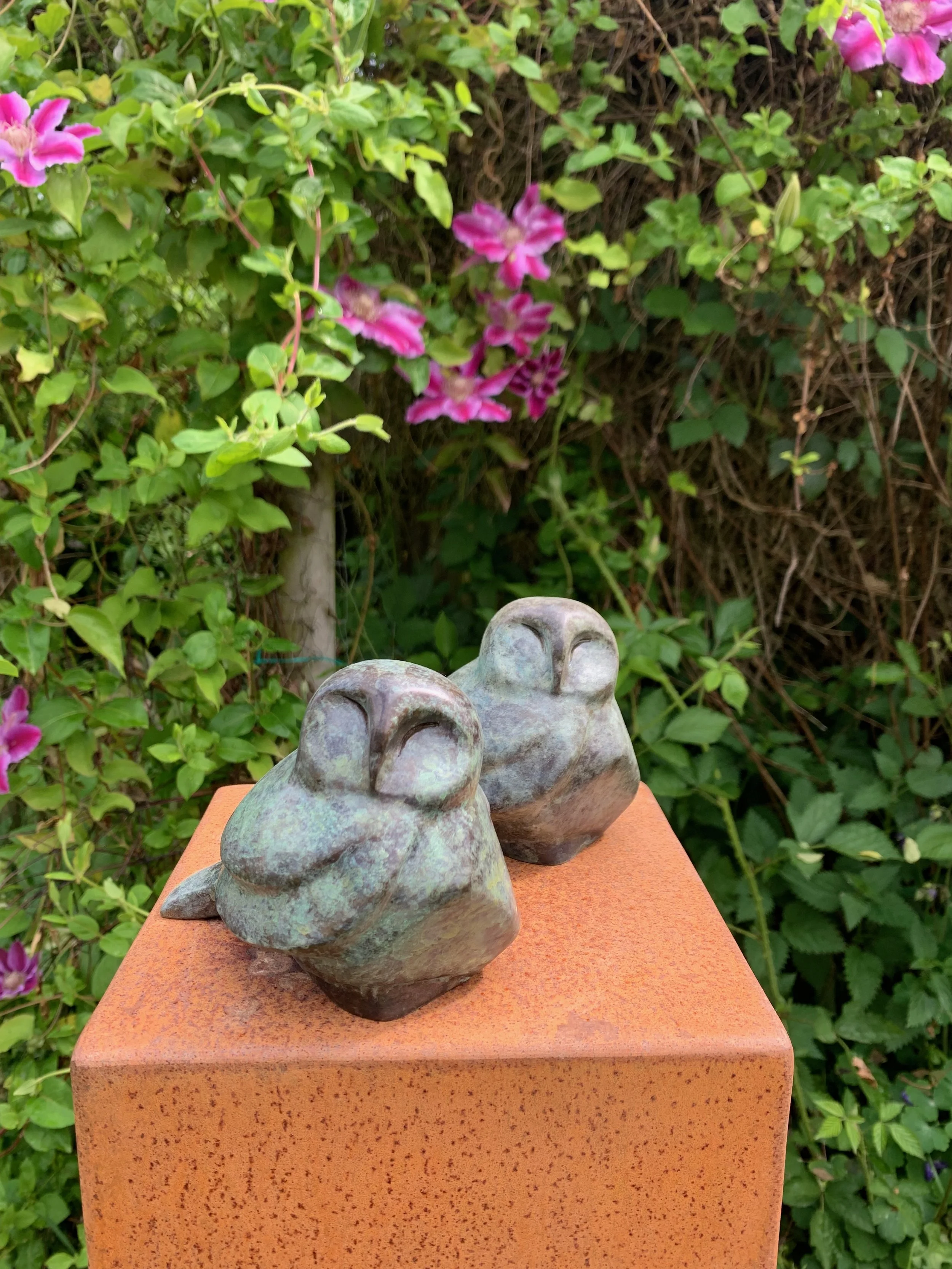 LIttle Barn Owl -2 - 2.jpeg