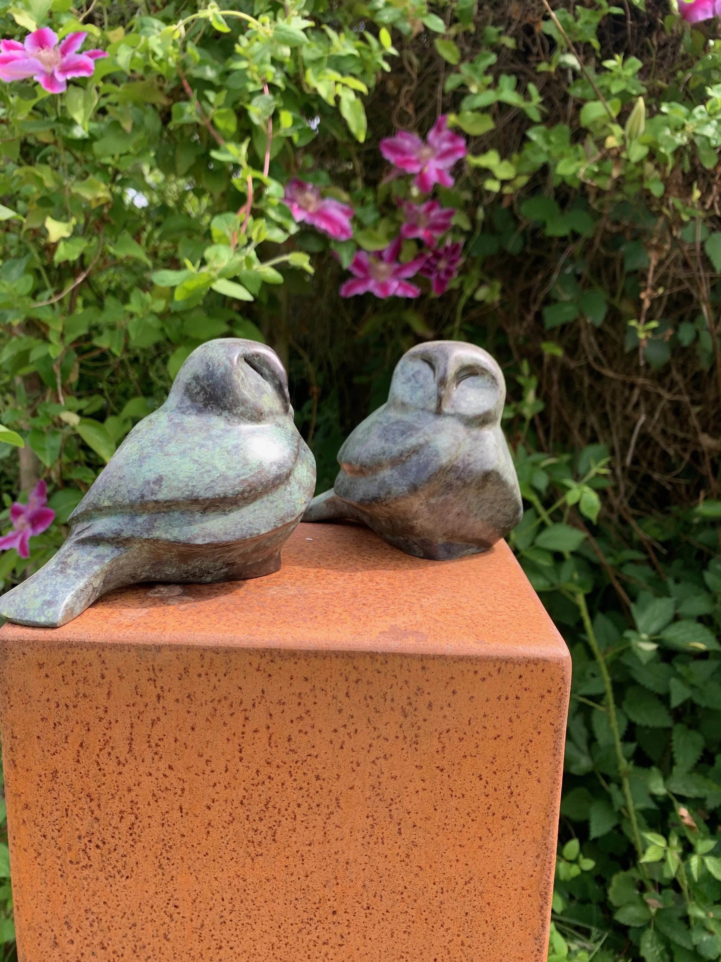 LIttle Barn Owl -1 - 1.jpeg