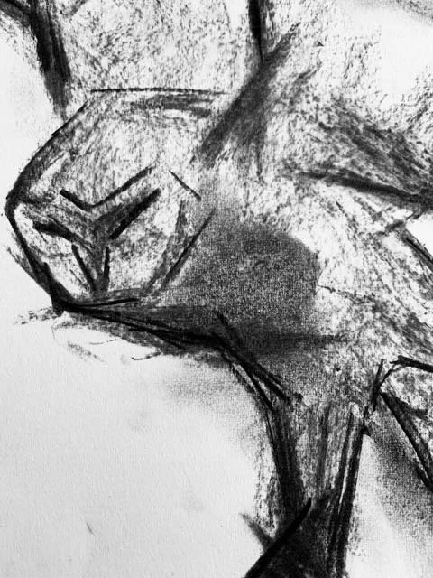 Barn Owl Study 2 - Charcoal - - 3.jpeg