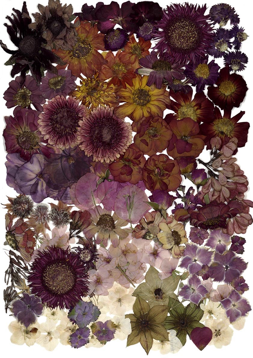 Nanna's Boarders_LoRes.jpg