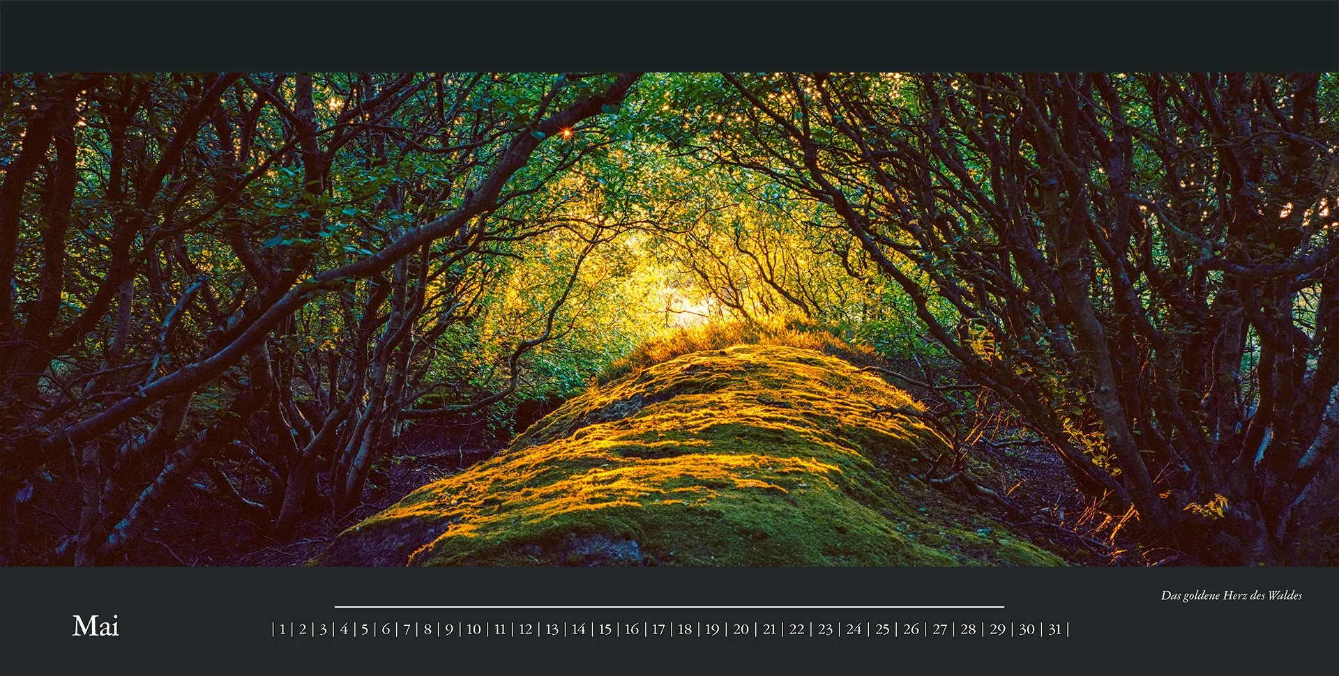 6_Seeigelphoto_2025_monatskalender_dina2quer_14blatt_12m_1d_1s_40_2-1.jpg