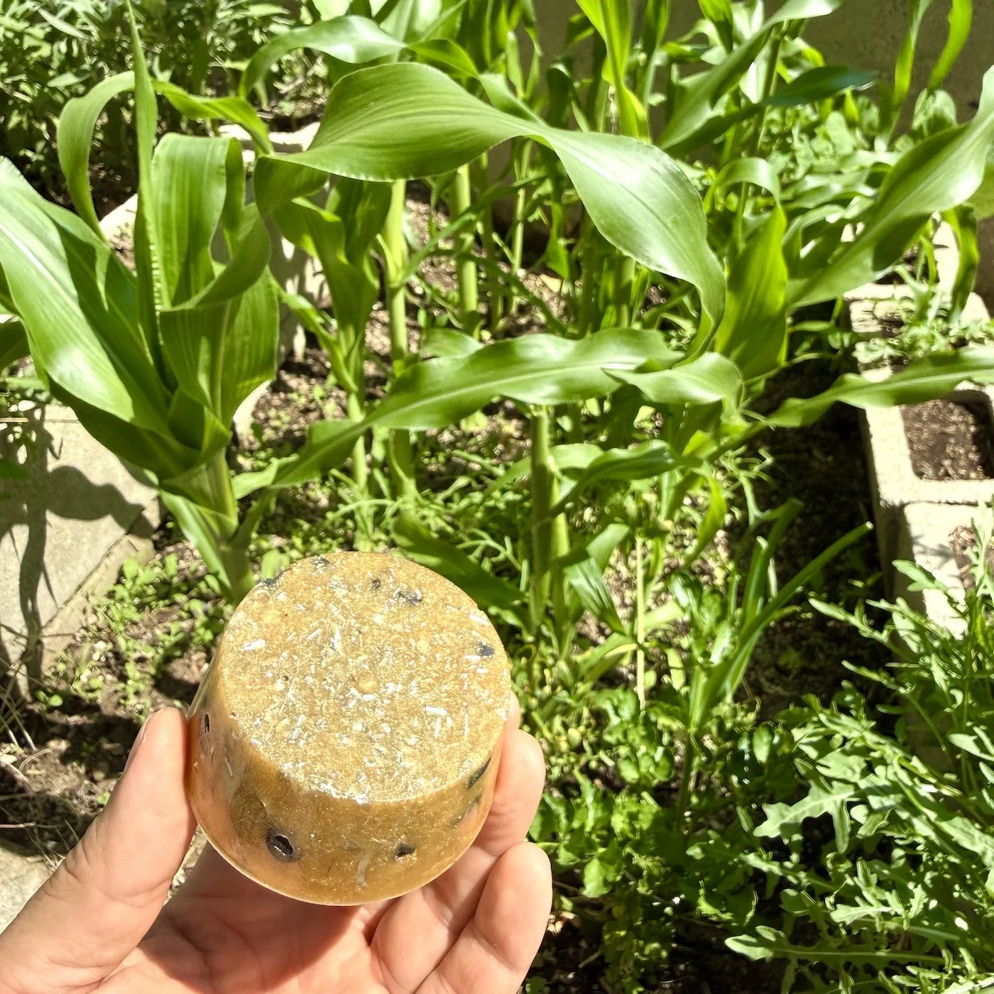 garden.jpeg