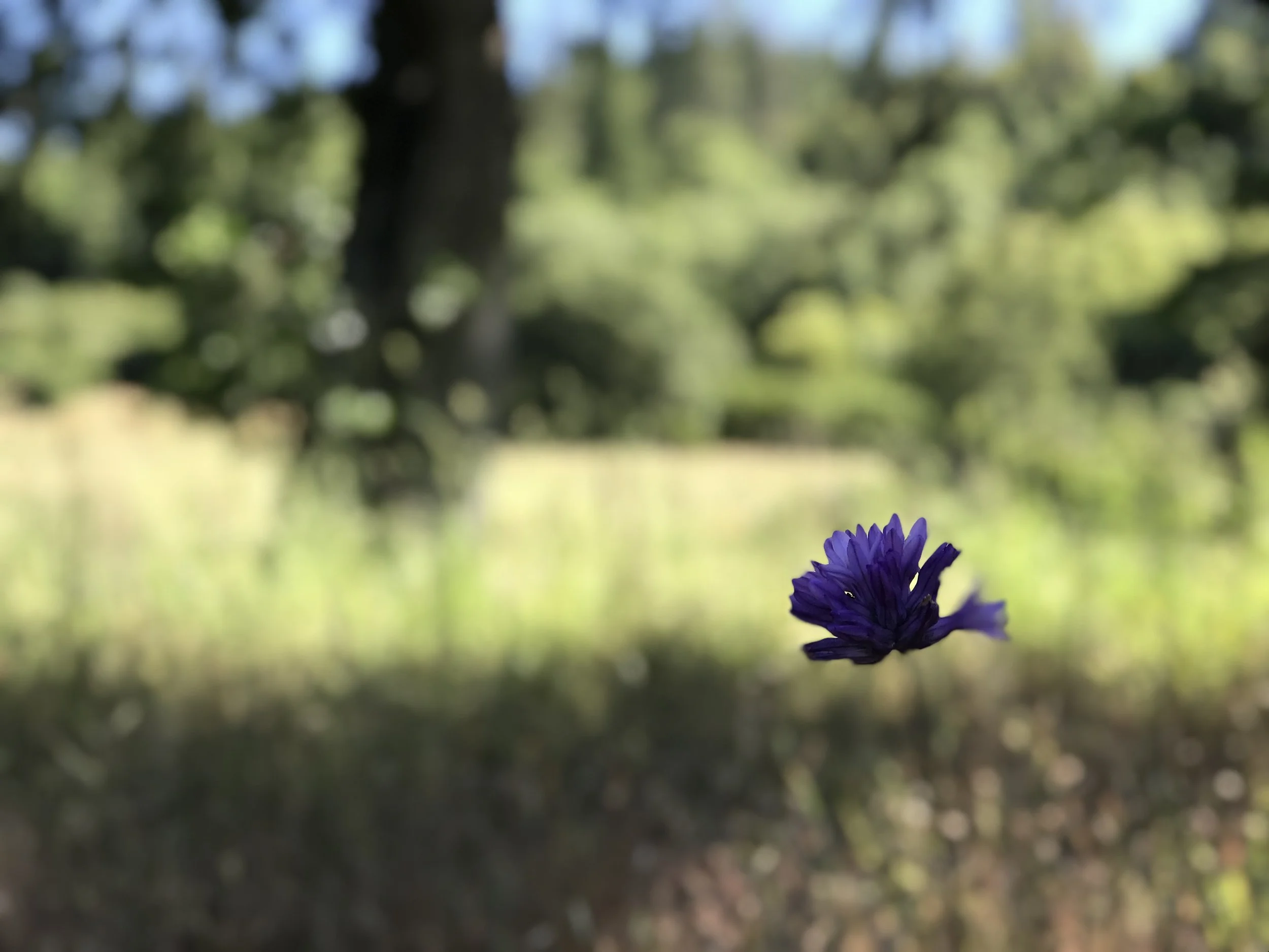 a lone flower in focus in a blurry field with blurry trees in the background