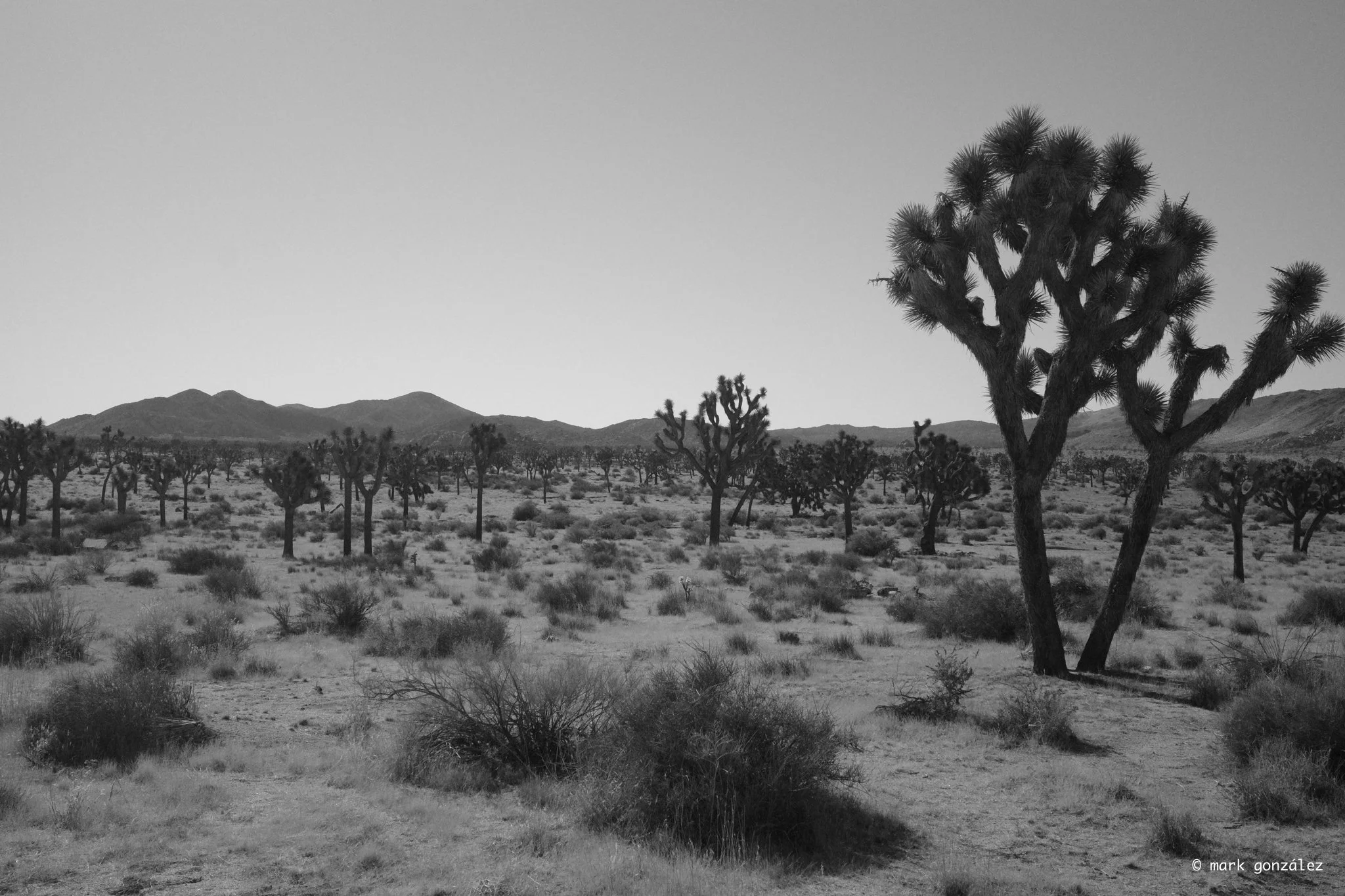 R0003895.jpg