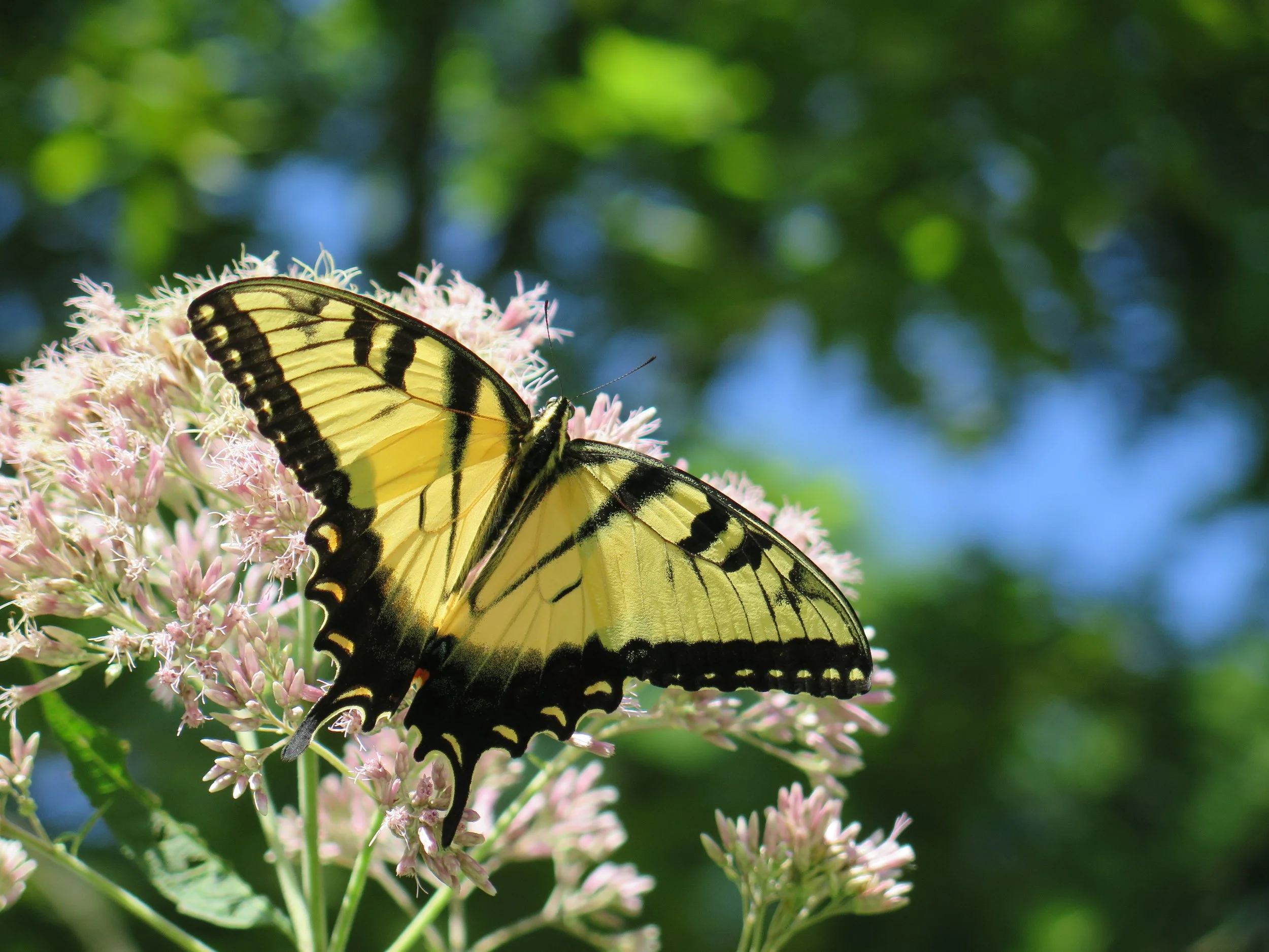 eastern-tiger-swallowtail-joe-pye-weed-5.JPG