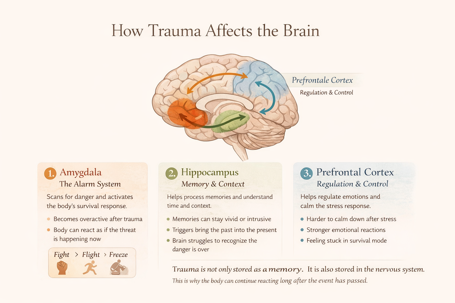 Diagram van het menselijk brein met de hersengebieden Amygdala, Hippocampus en Prefrontale Cortex, titel 'Hoe Trauma de hersenen beïnvloedt', uitleg over functies van elk gebied, en een beschrijving van de reactie van het lichaam op trauma.