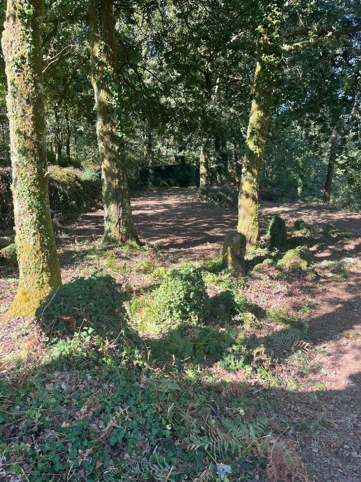 Salvaged Worlds - trees.jpg