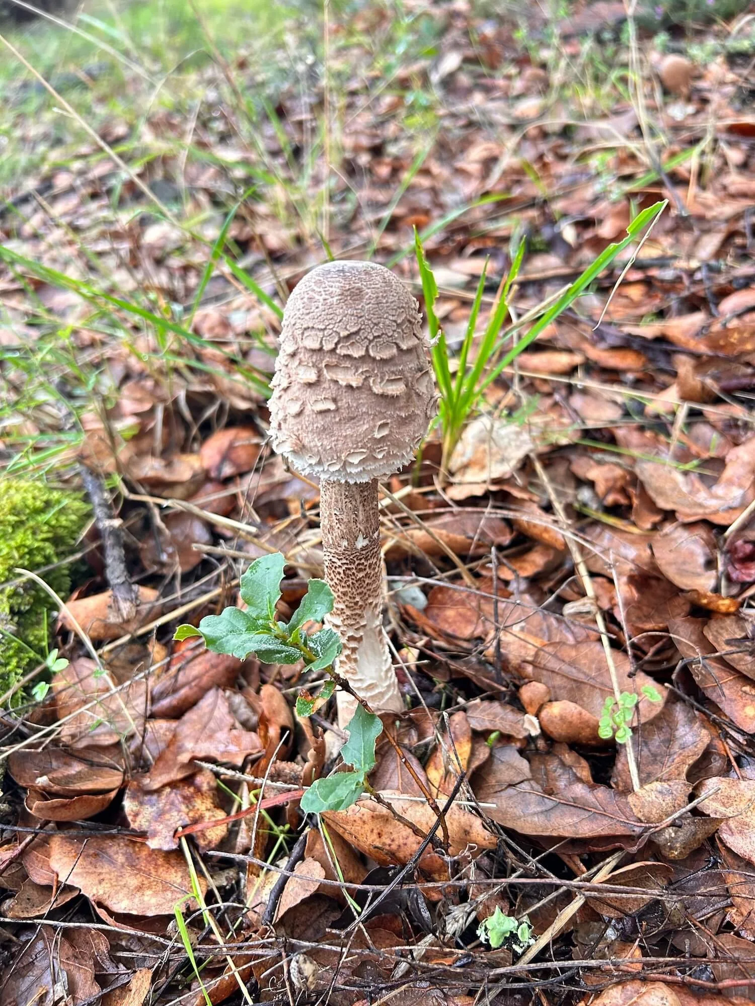 Salvaged Worlds - mushroom.jpg