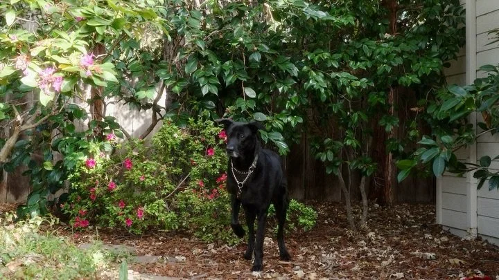 That curious paw says it all. This is what finding home feels like&hellip; a big backyard, room for future fosters, and a life they love in their new Bay Area home.

Even though we weren&rsquo;t the highest offer, my negotiation and reputation made t