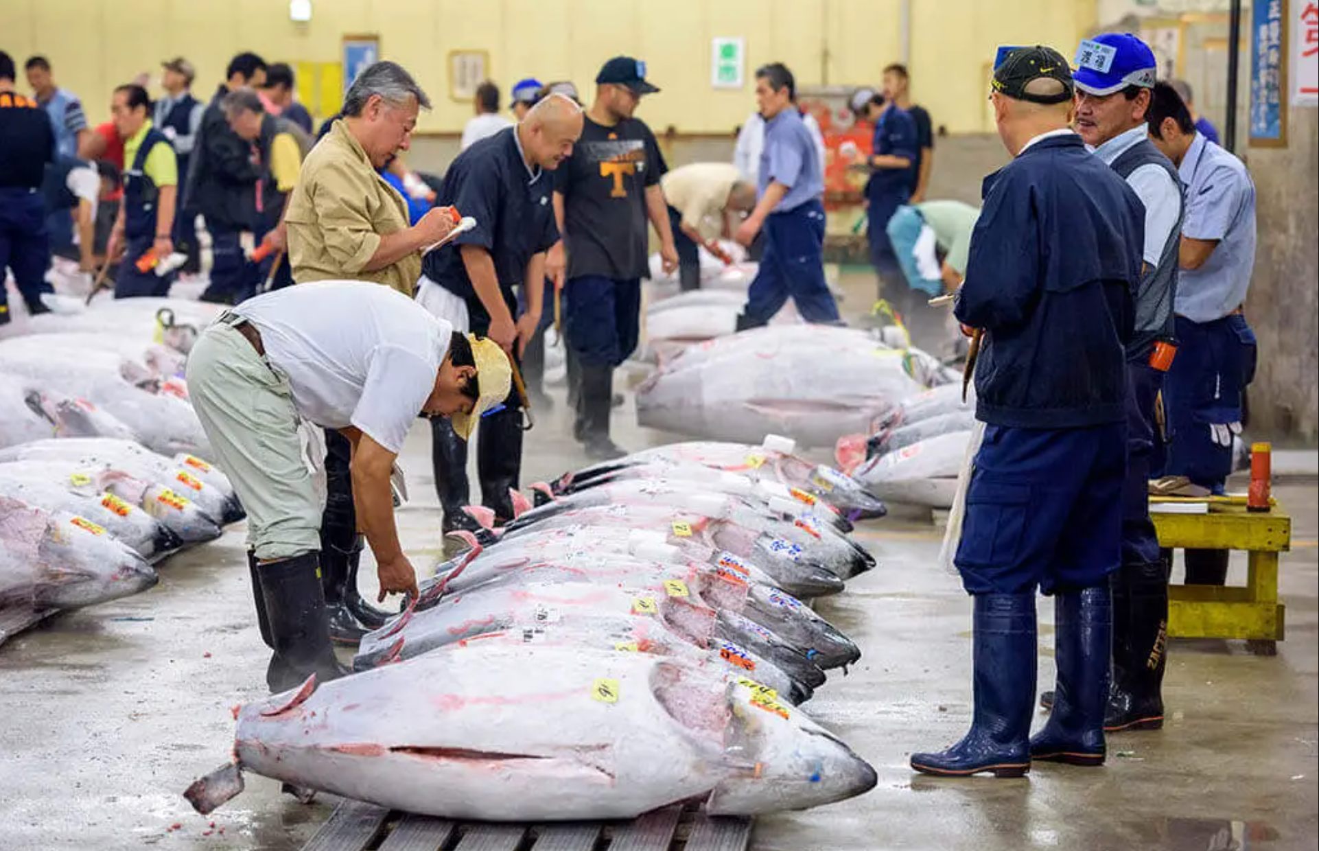 Tsukiji-market-8.png
