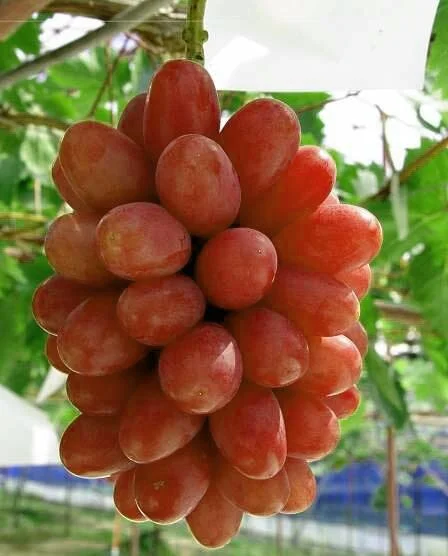My-heart-grapes-4.jpg