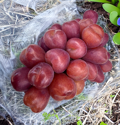 My-heart-grapes-2.png
