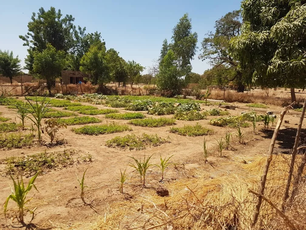 Guirgho School Garden