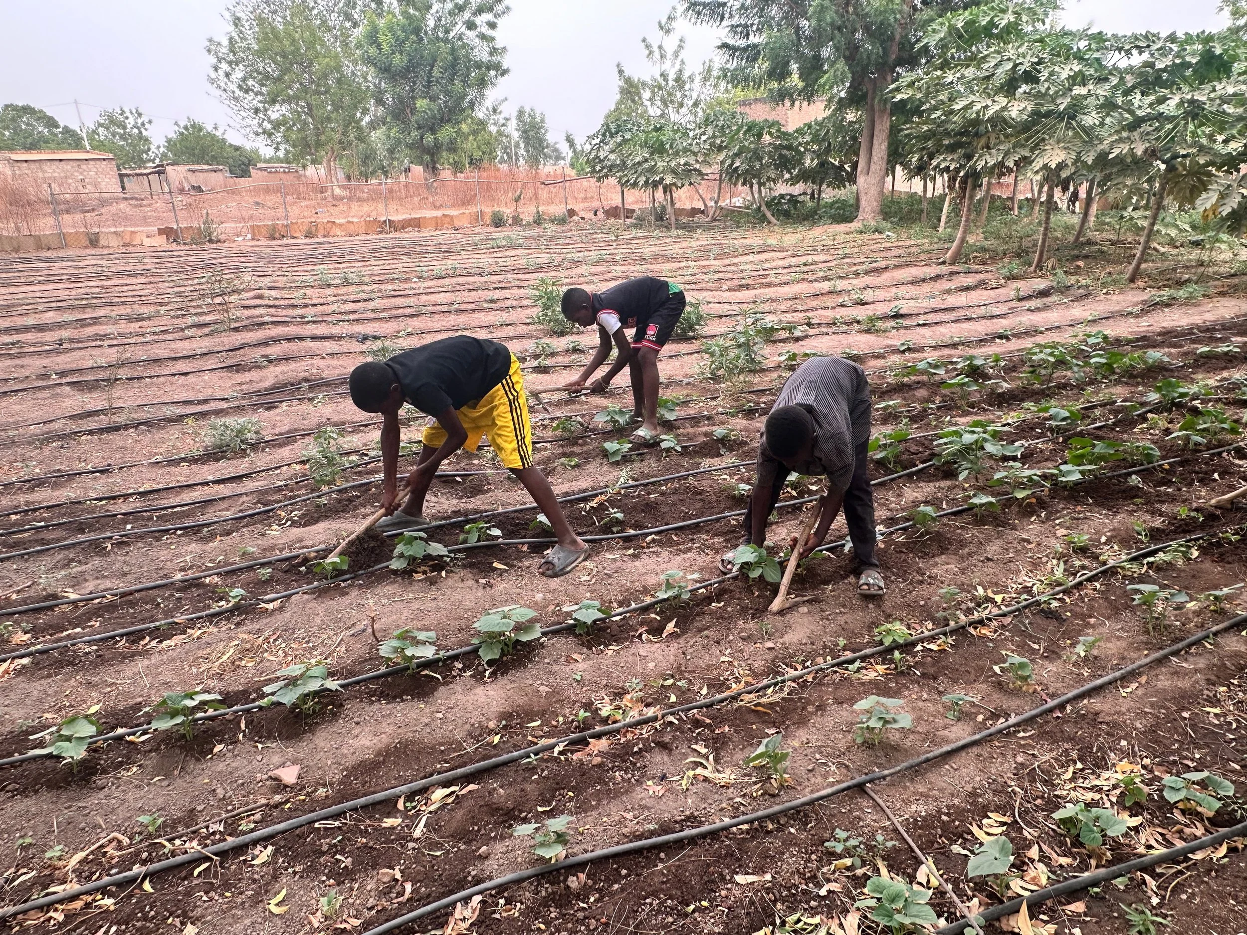 Drip irrigation now allows year-round farming potential