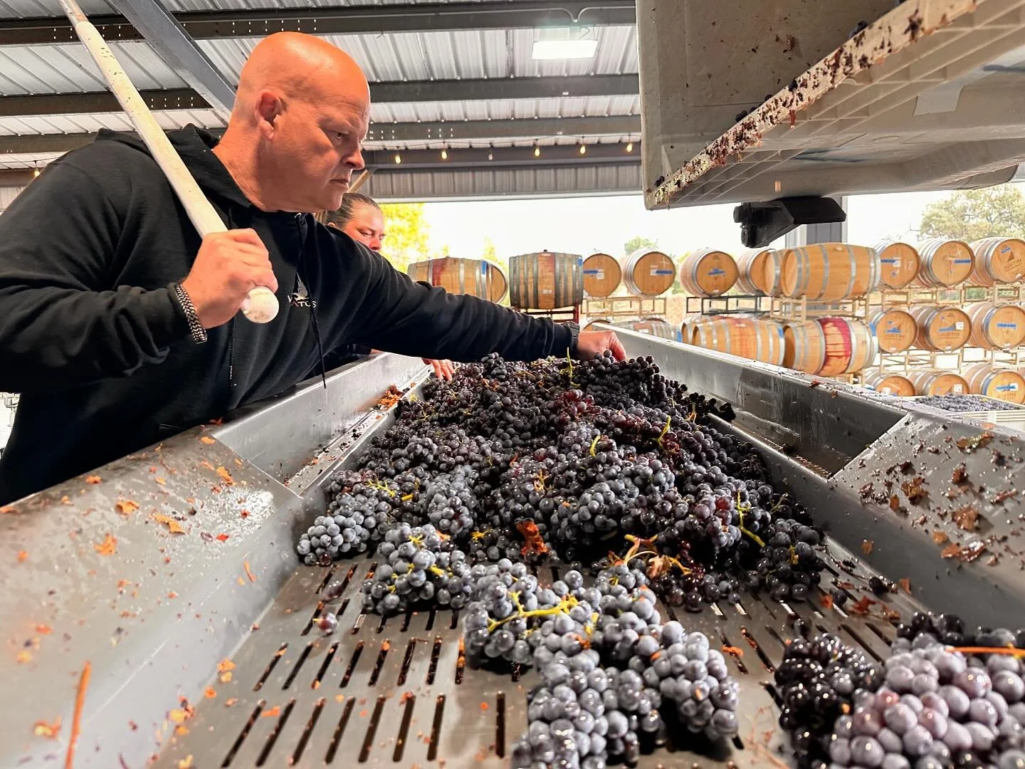 Cheers to the end of Harvest for VŌLATŪS! 
West side Grenache came in perfect and just in time before the rain. 
#grenache #pasowineharvest