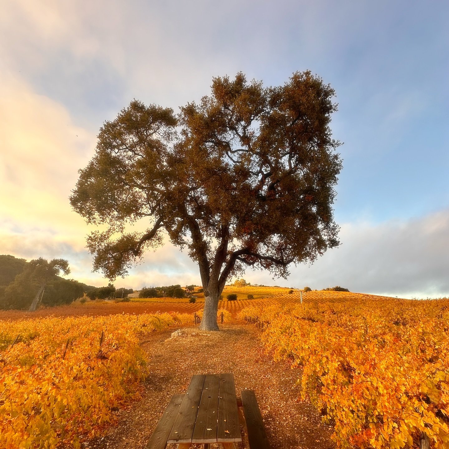 A beautiful day at the tasting room today!
Come and relax on the patio or belly up to our gorgeous bar inside. Tasting flights all day or by the bottle or glass with friends!
#smallbusiness #sundayfunday #pasowine
