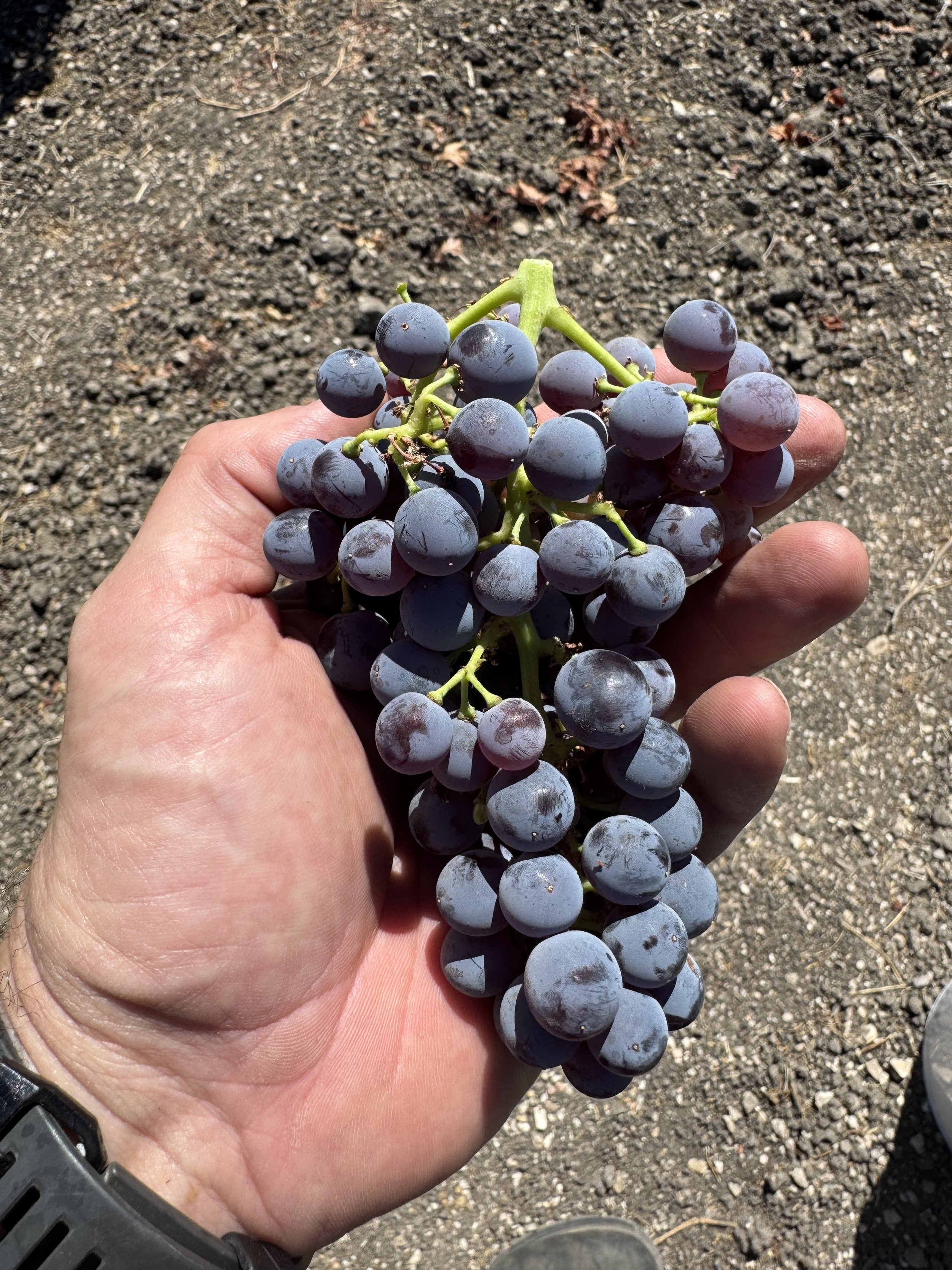 Grenache grapes for the 2025 Volatus PFM - White Grenache