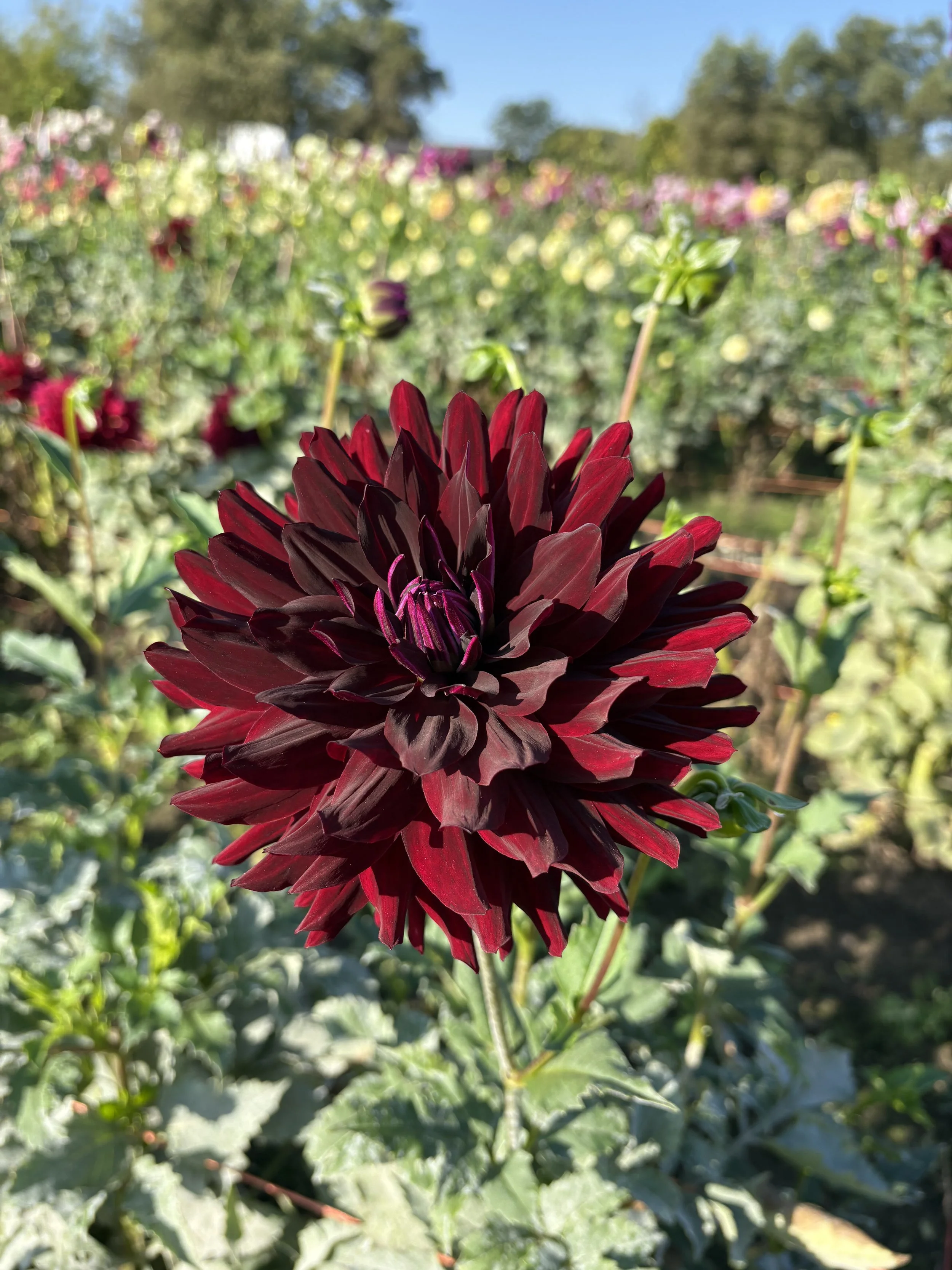 Hollyhill Black Beauty1.JPG