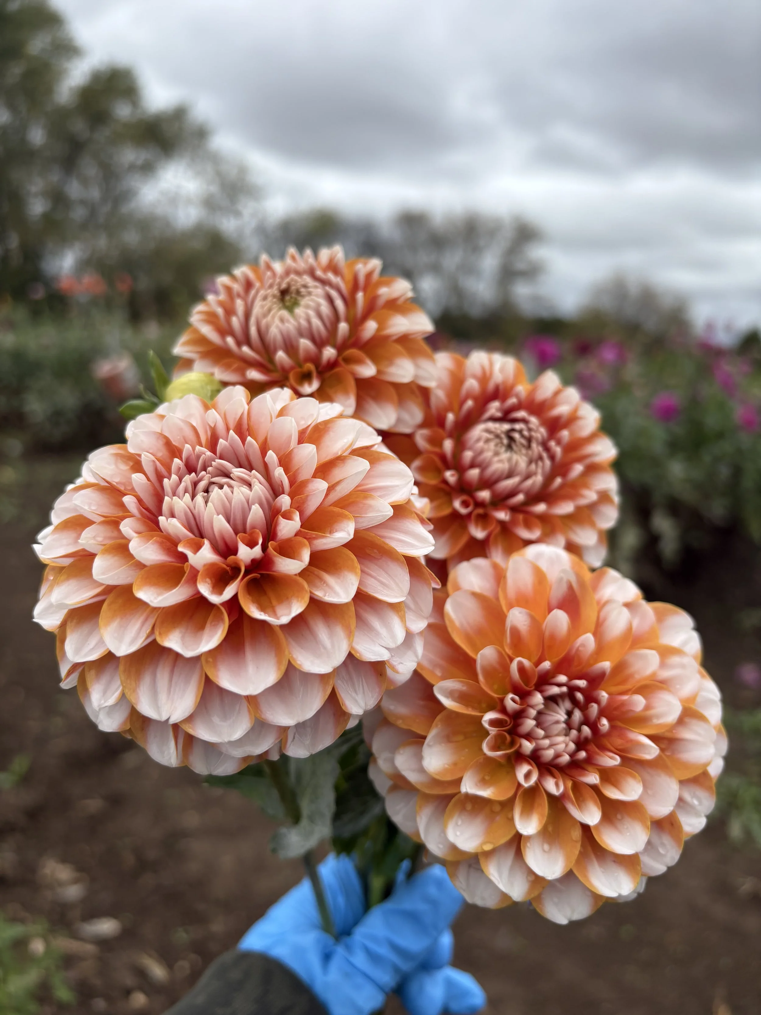 Tangerine Dreams8.JPG