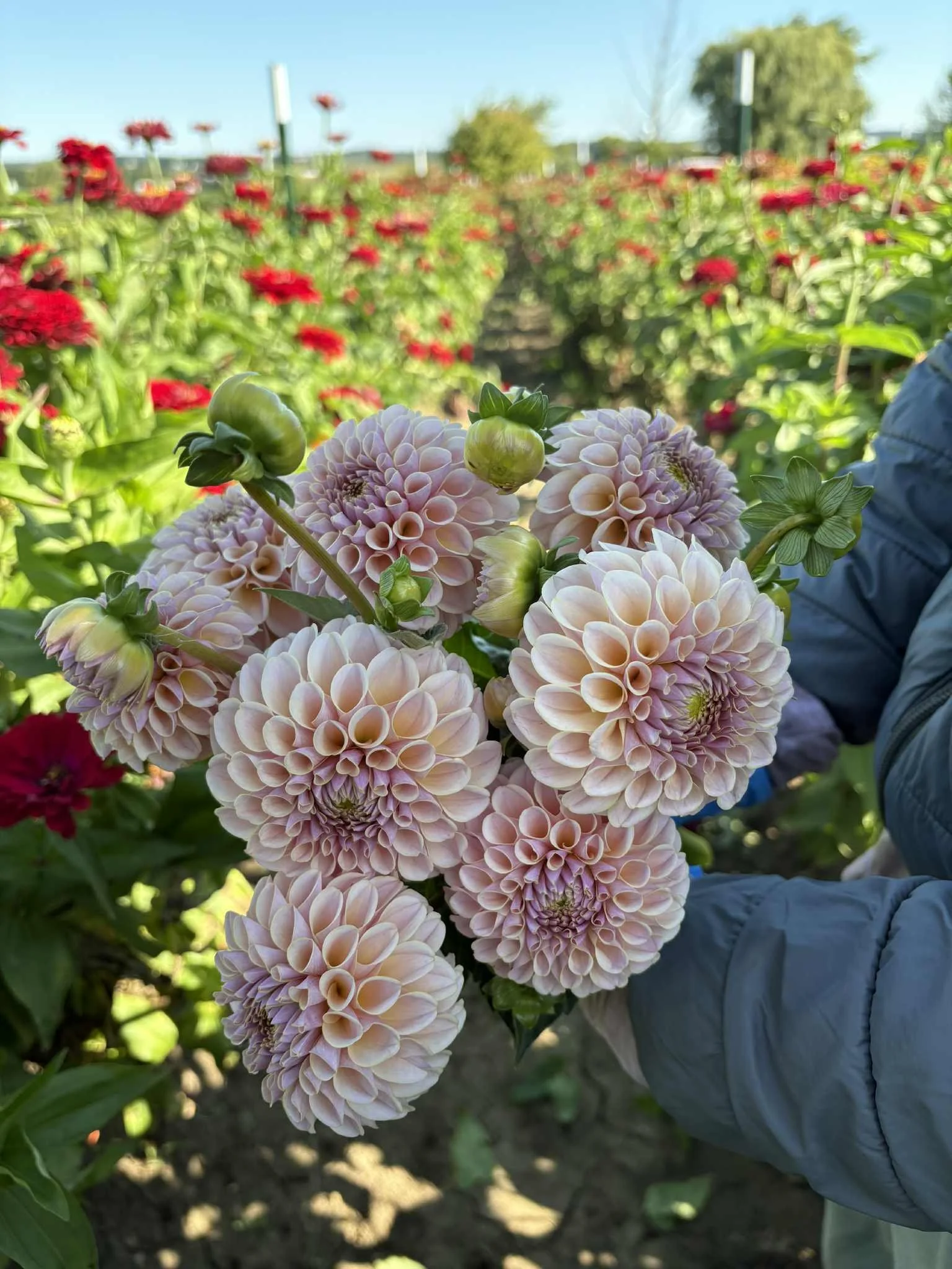 KA Cinder Rose12.jpg