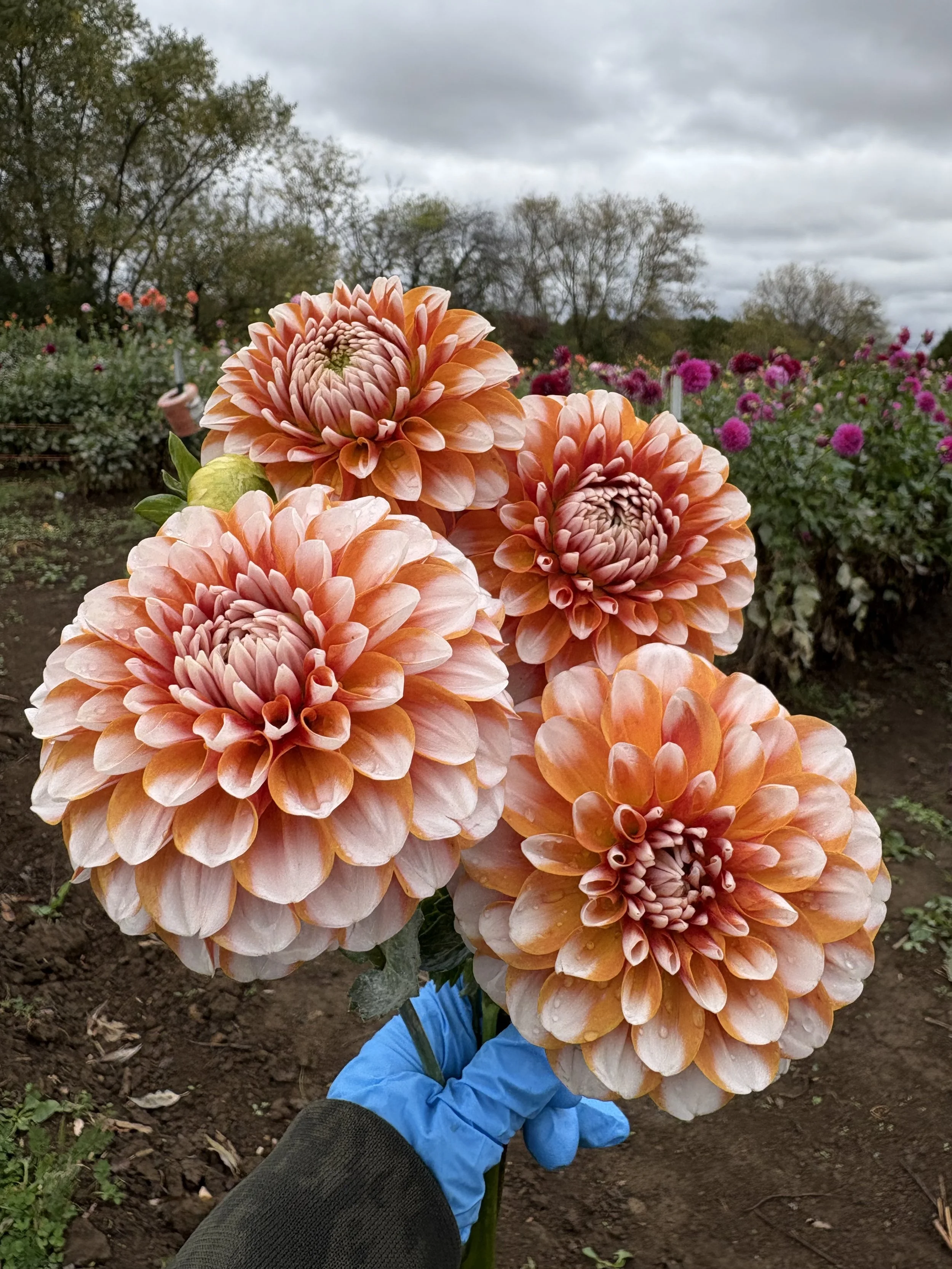 Tangerine Dreams1.JPG