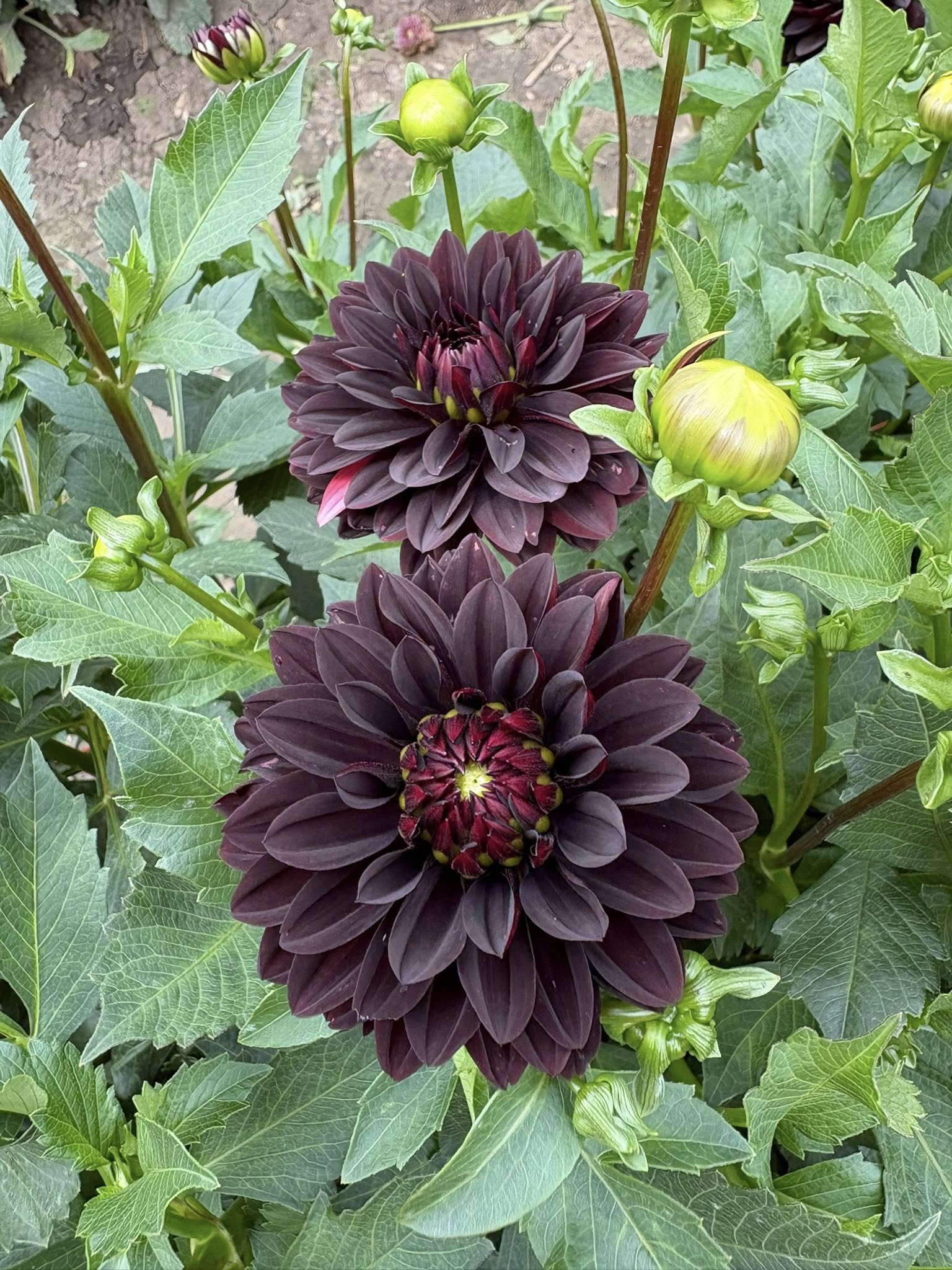 Czarny Charakter.jpg