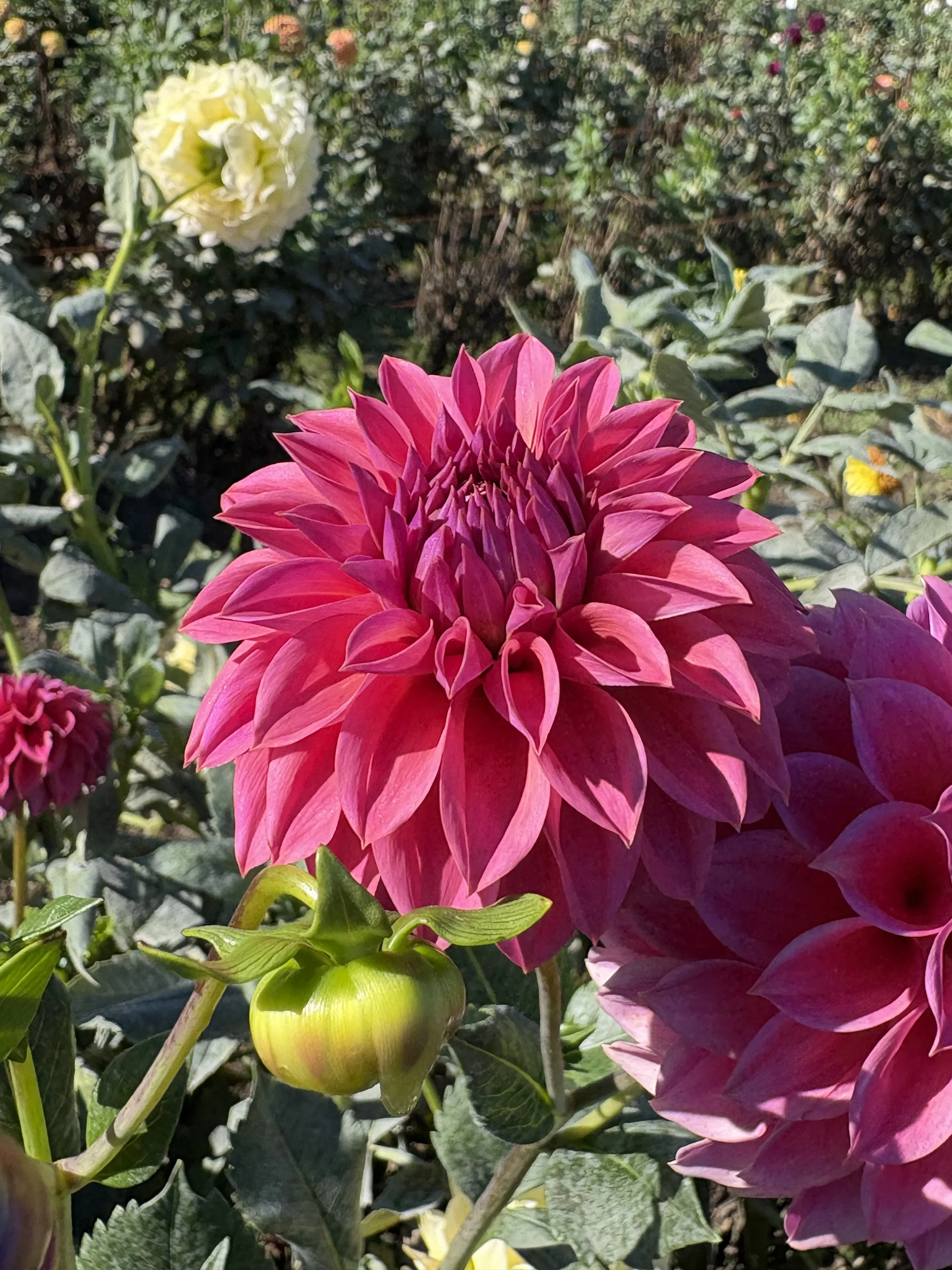 Ferncliff Classy3.JPG