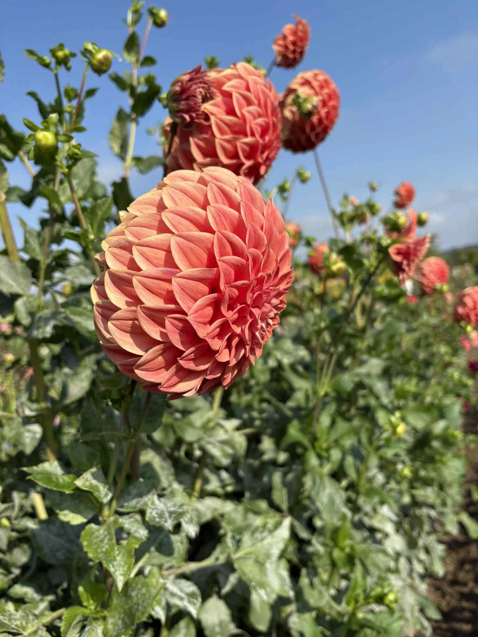 Sylvia Craig Huter16.jpg