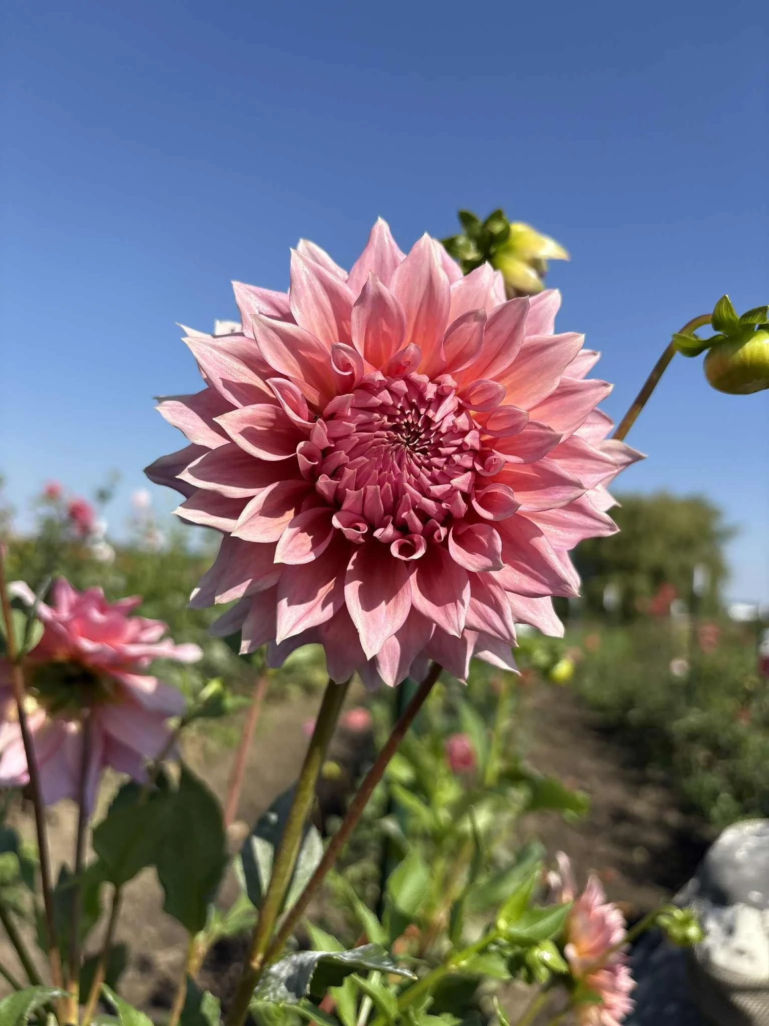 Wyn's Pink Pearl1.jpg