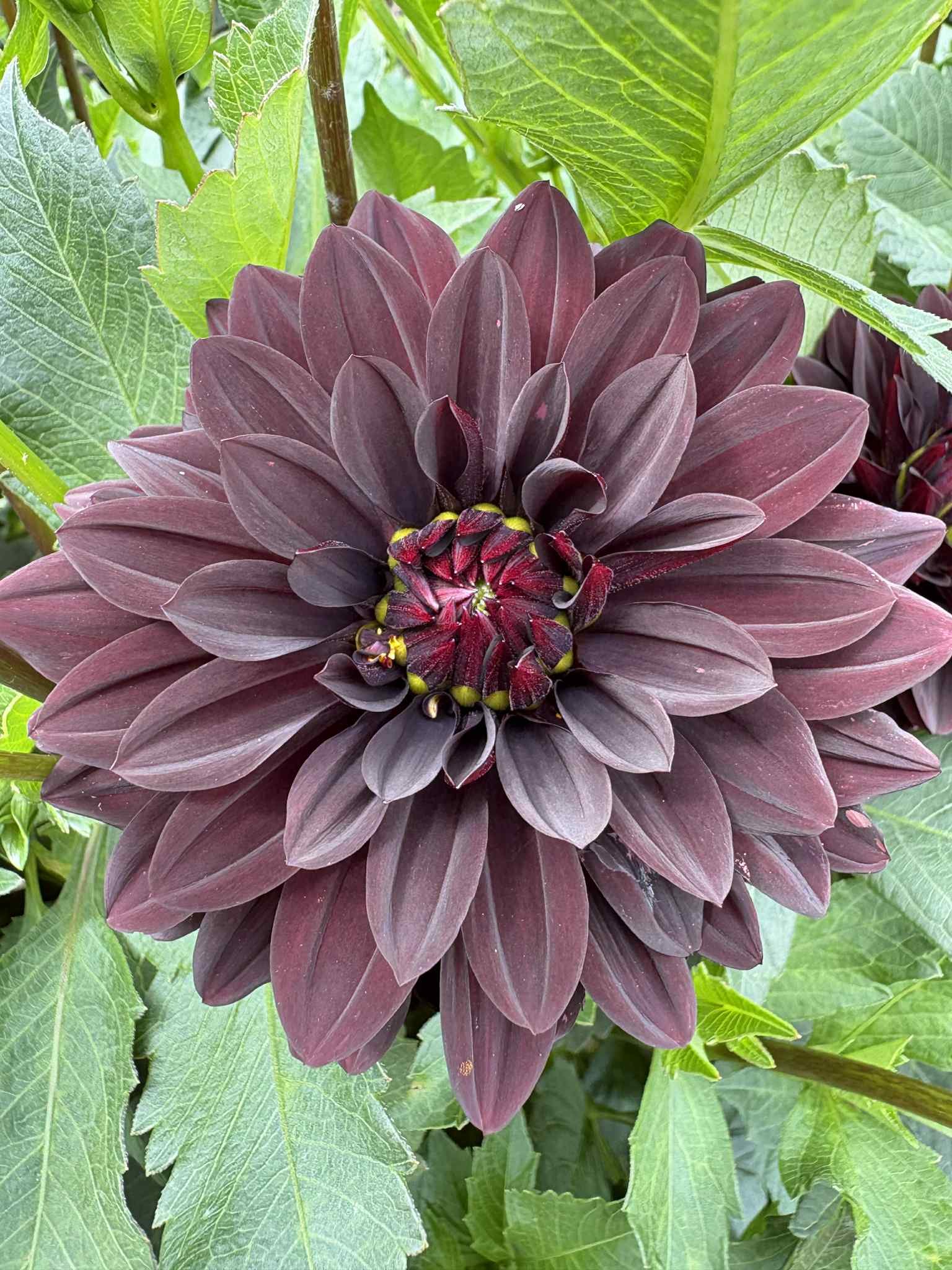 Czarny Charakter17.jpg