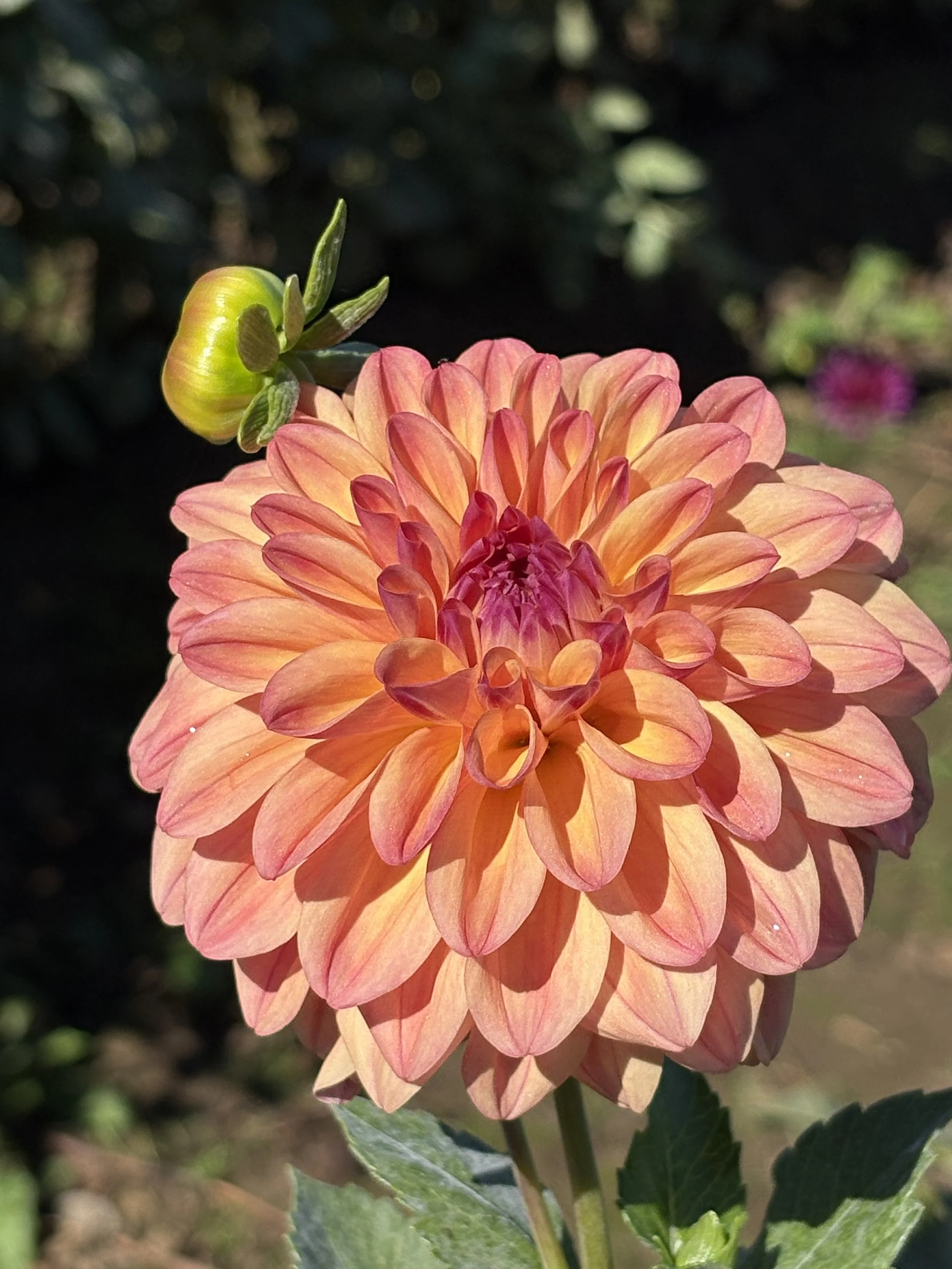 Ferncliff Copper3.JPG