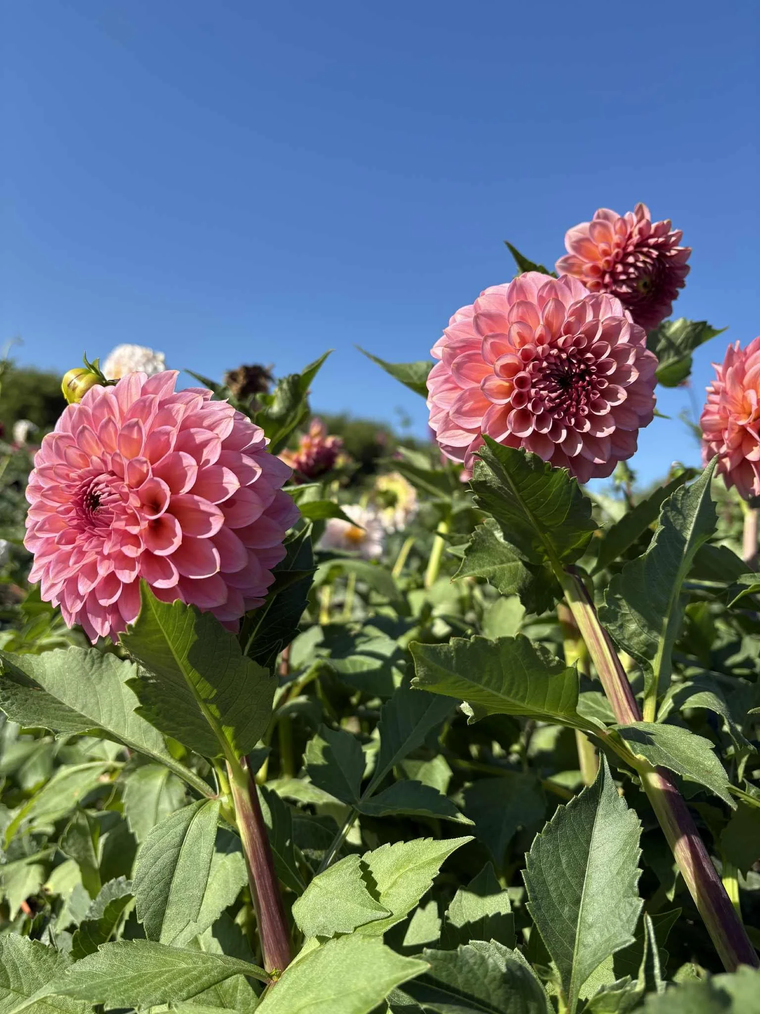 20th Avenue Pink Cloud1.jpg