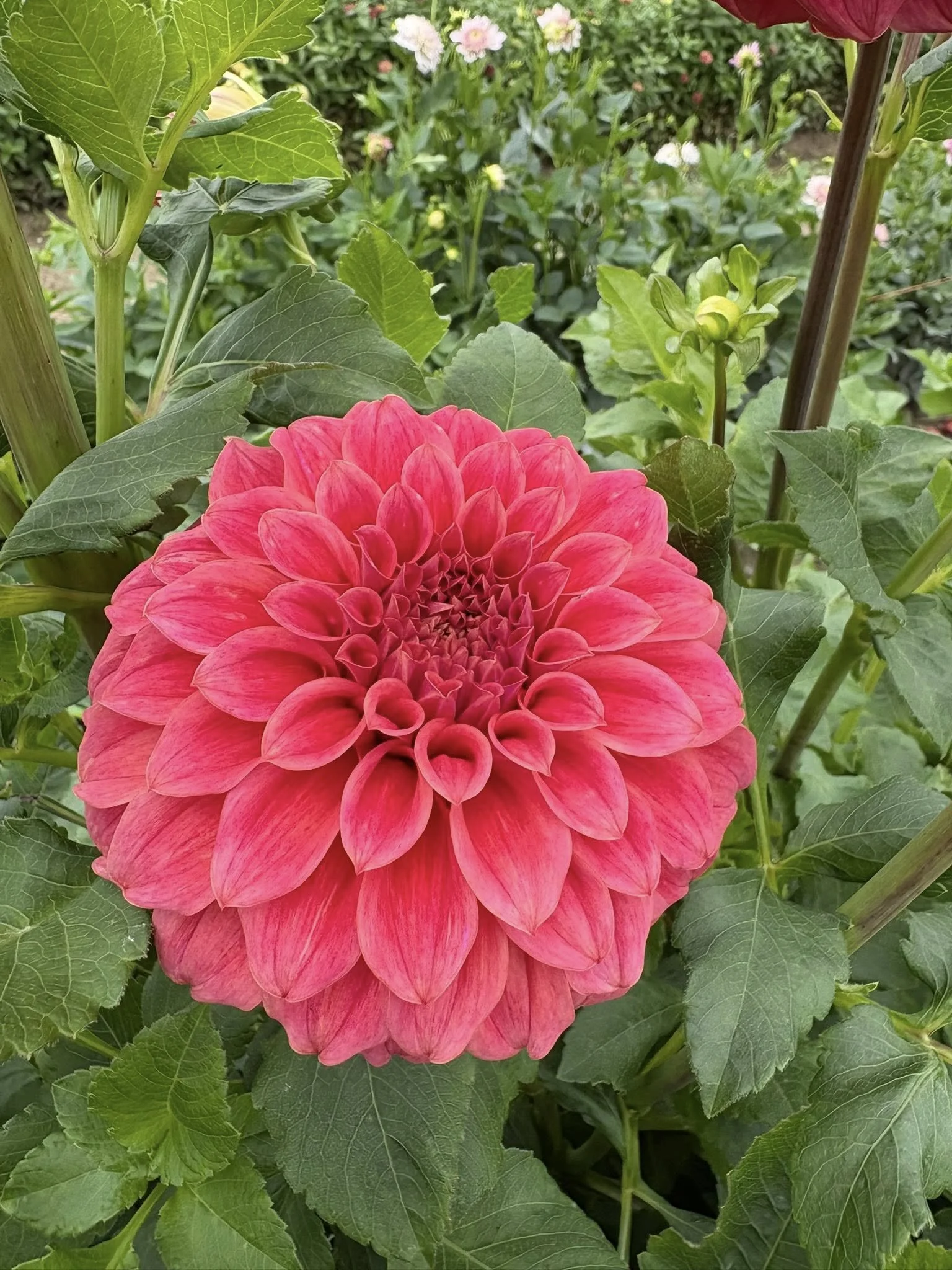 Sylvia Craig Hunter12.jpg