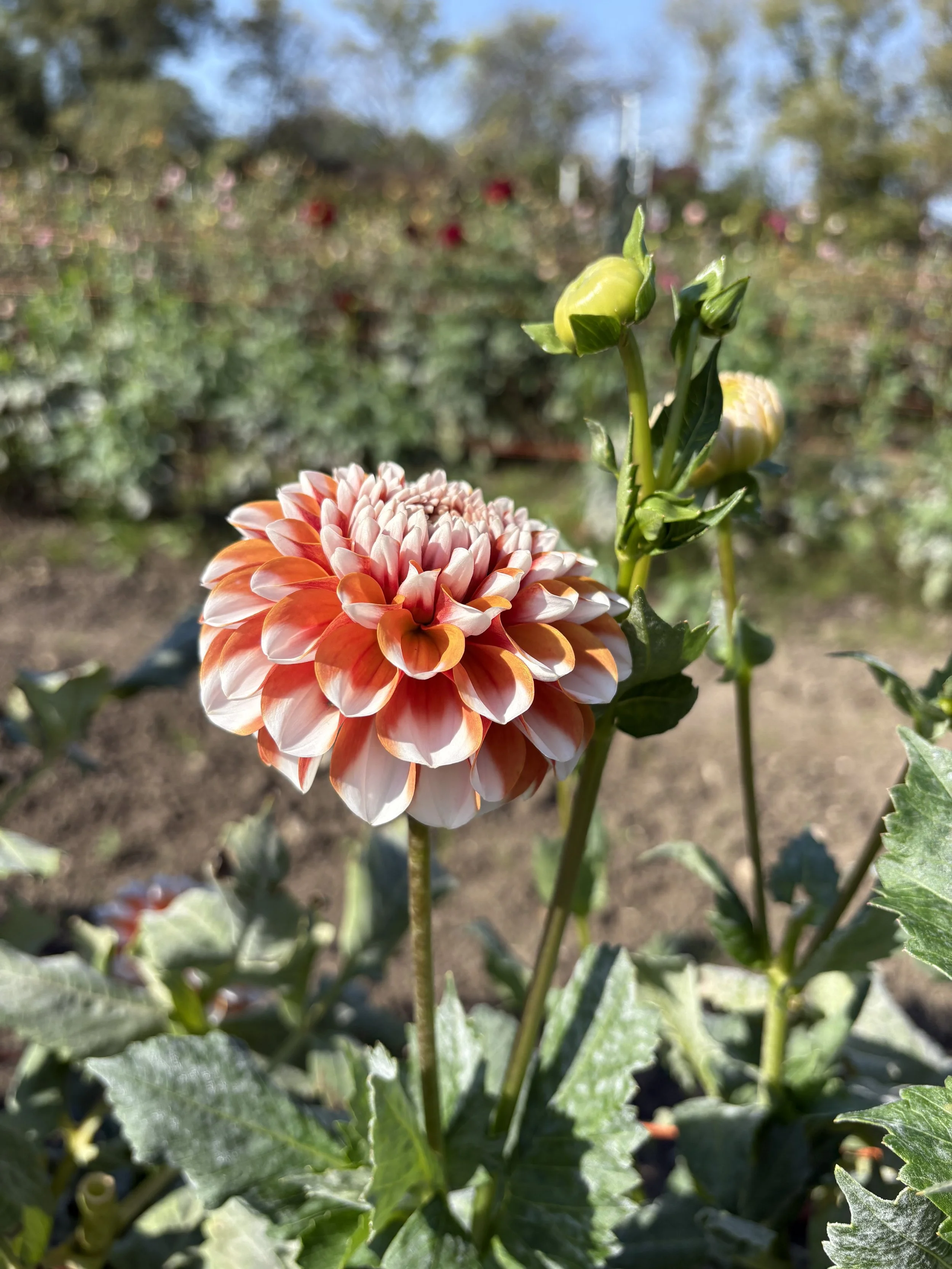 Tangerine Dreams2.JPG