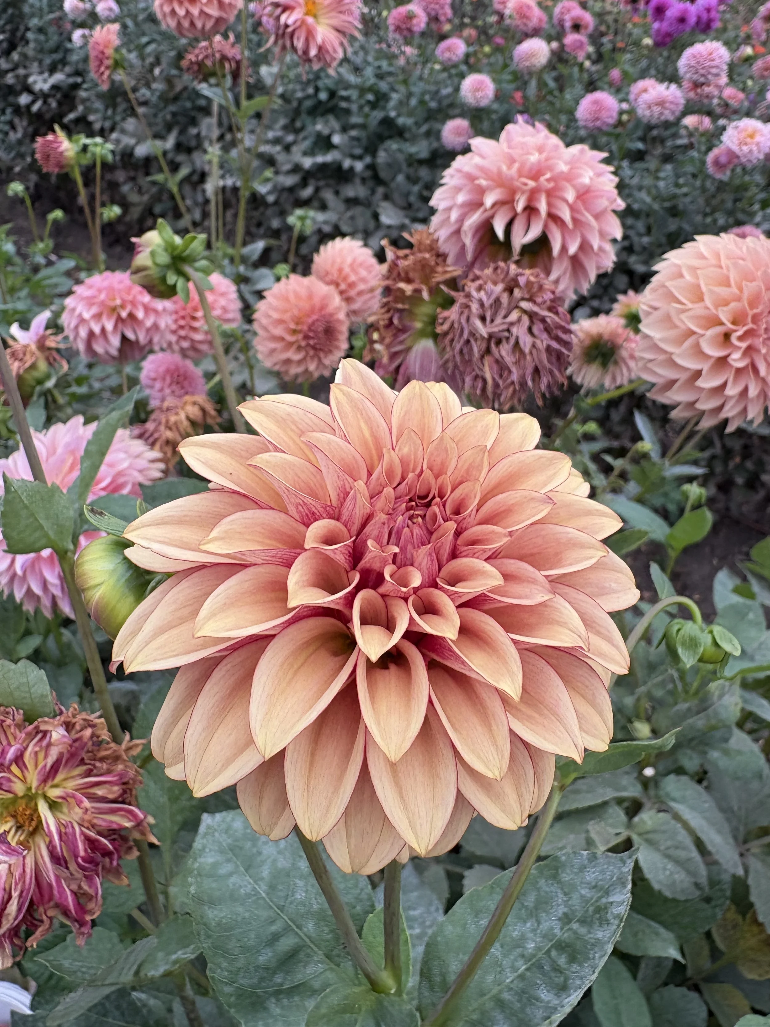 KA's Creme Brulee3.JPG