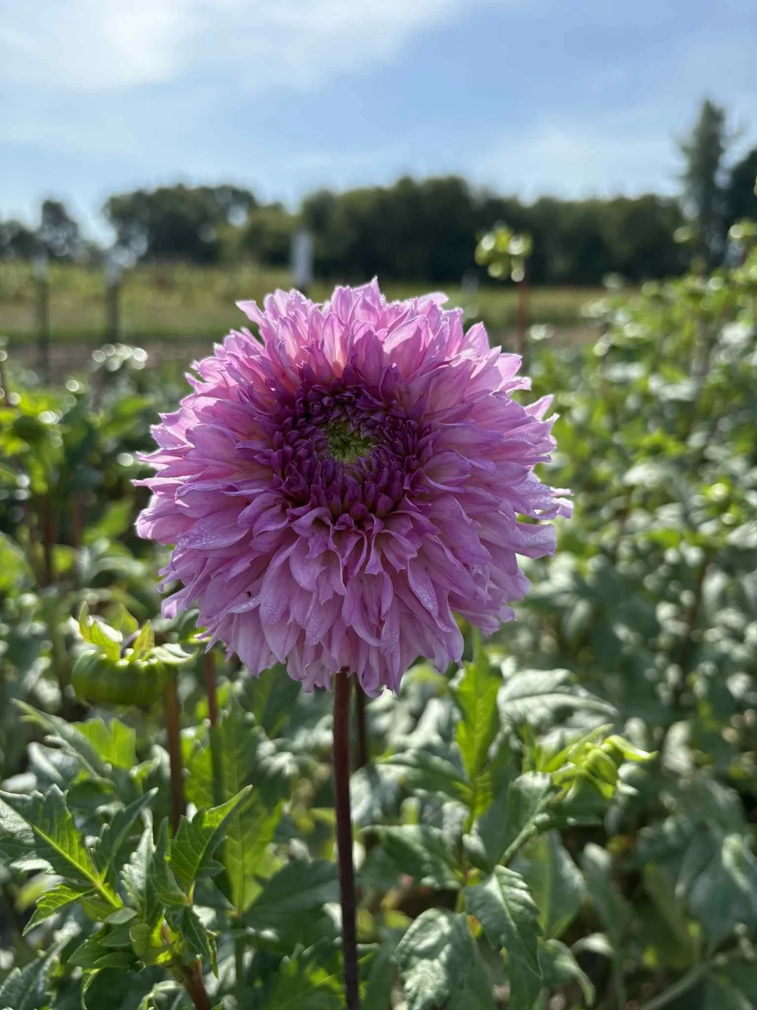 Lee's Viola Frost.jpg