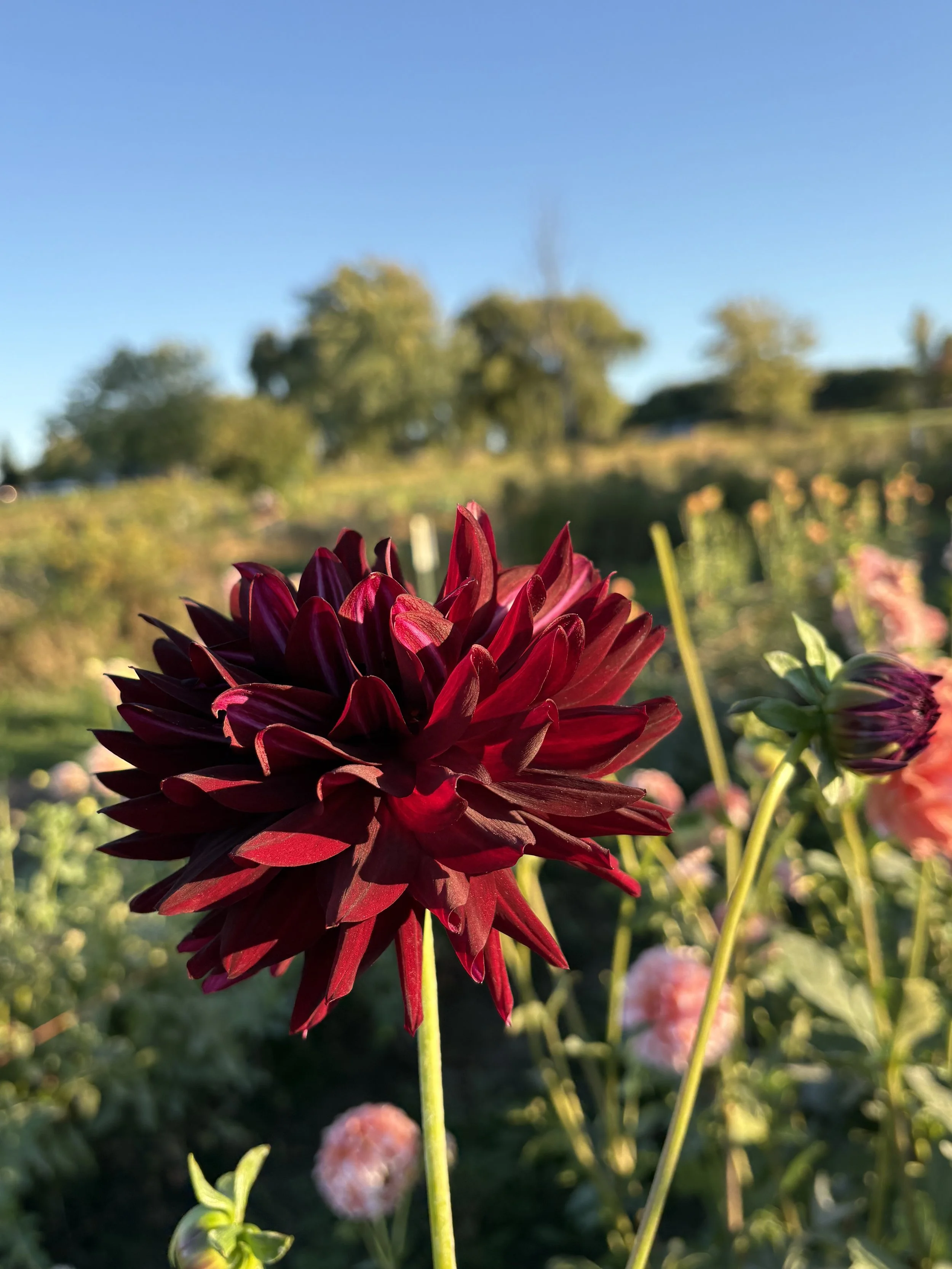 Hollyhill Black Beauty7.JPG