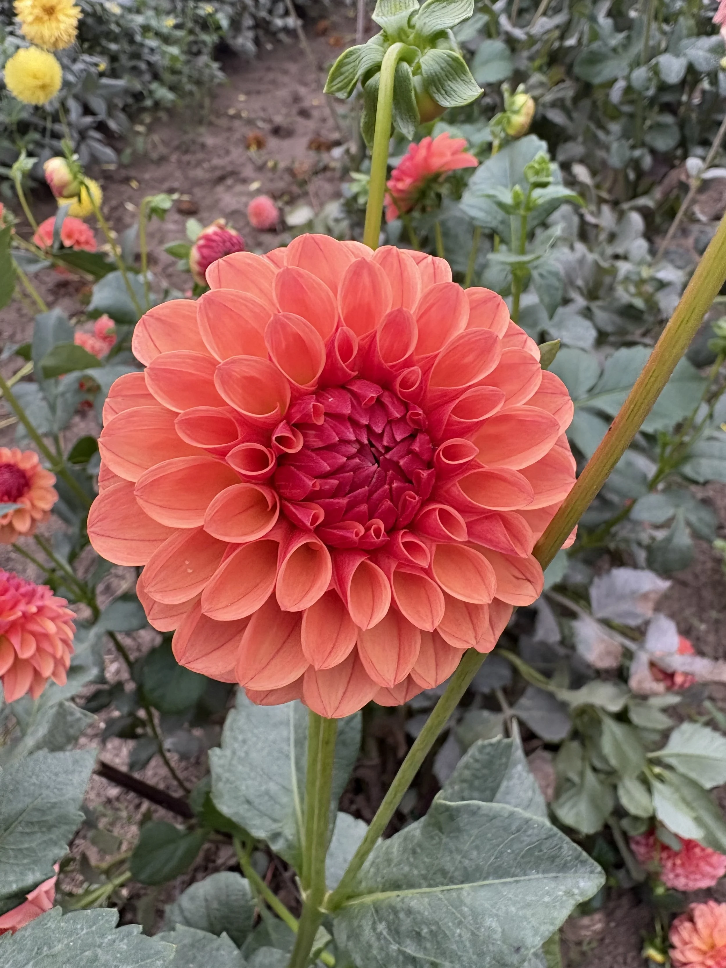 KA Blood Orange2.JPG