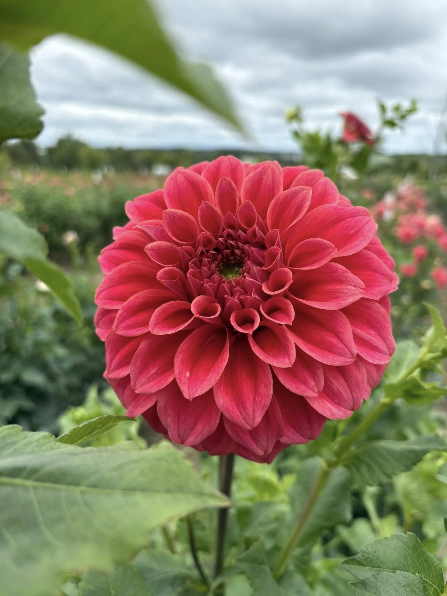 Sylvia Craig Hunter11.jpg