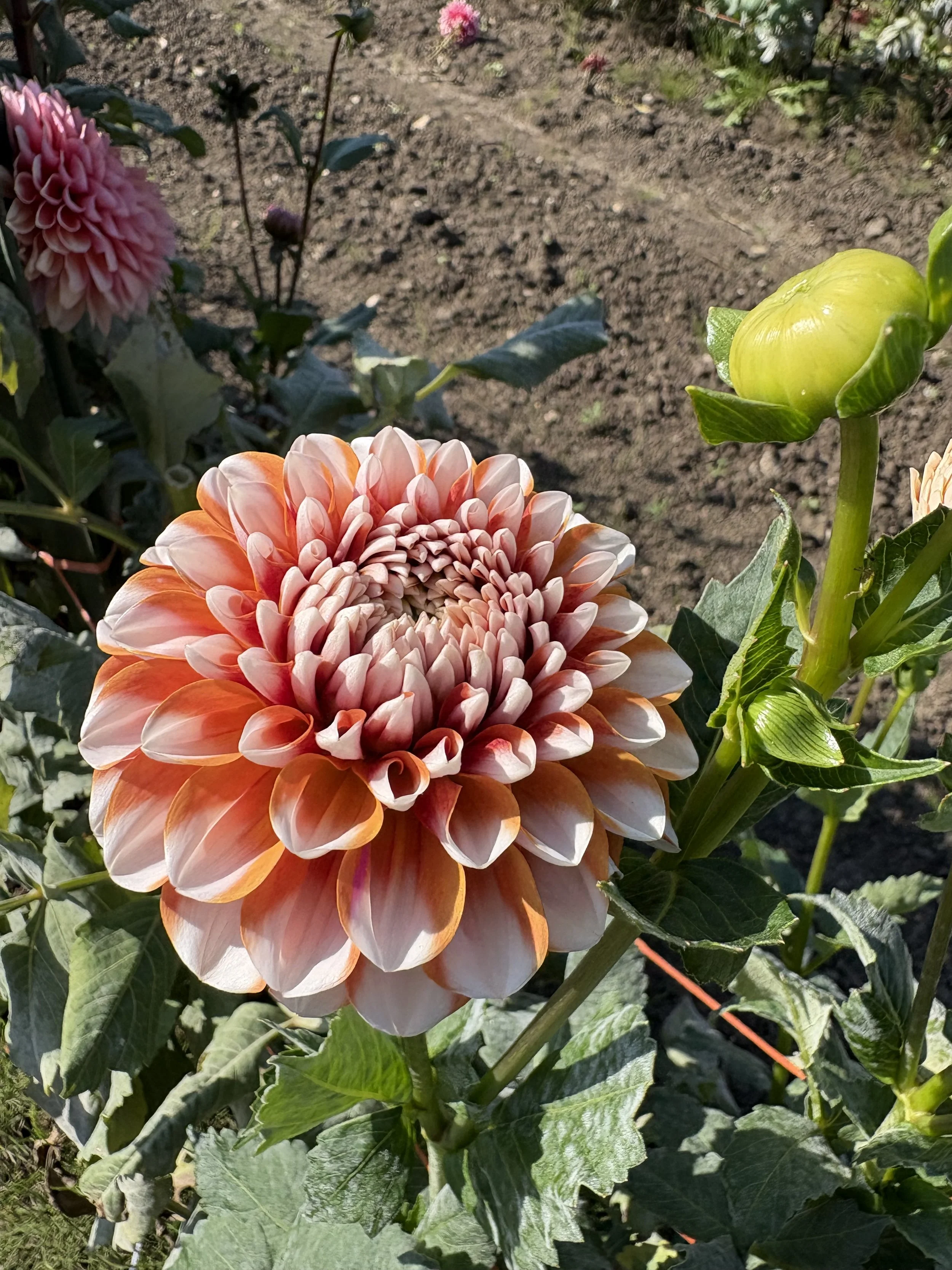 Tangerine Dreams5.JPG