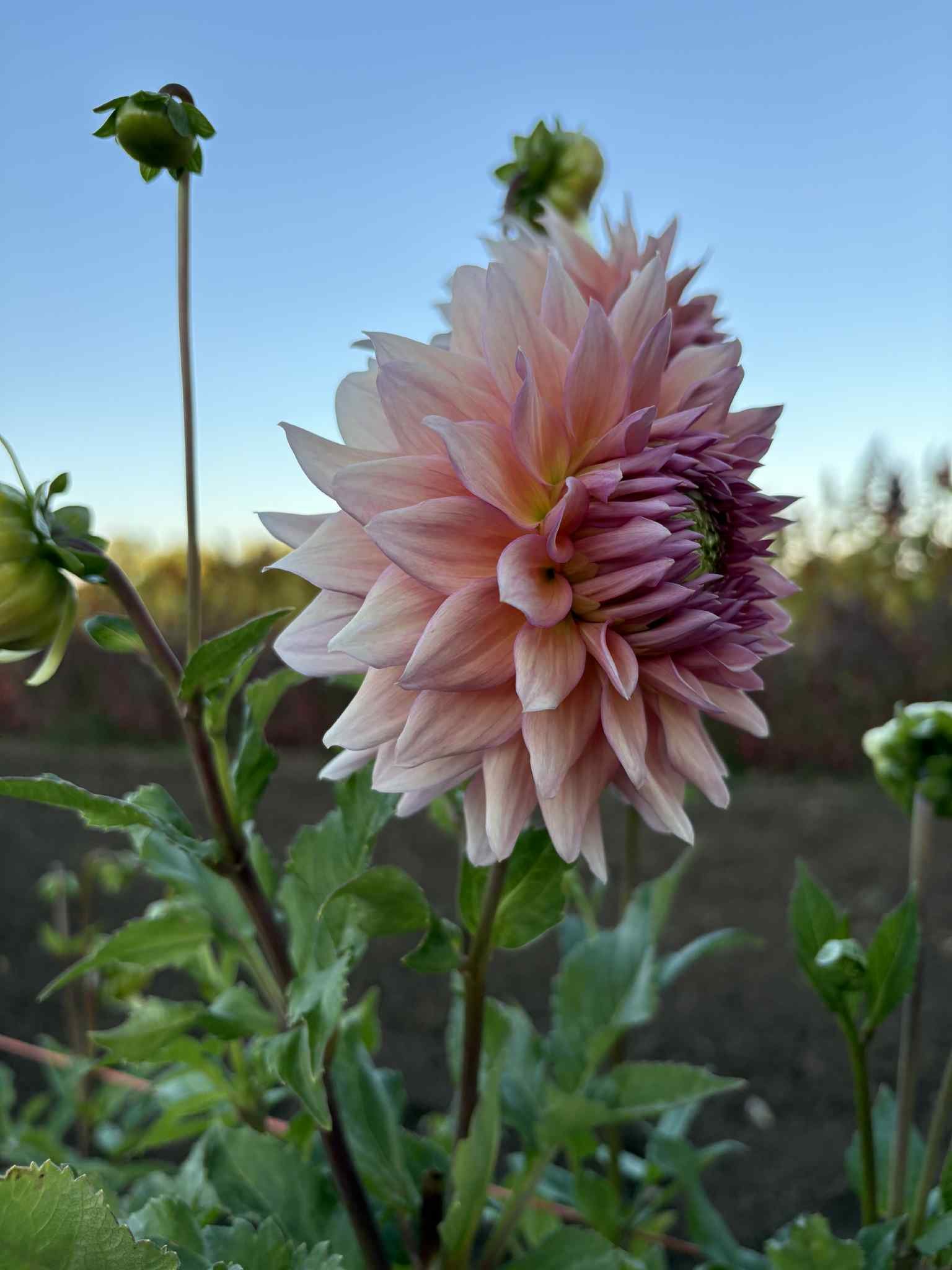 Wyn's Pink Pearl4.jpg