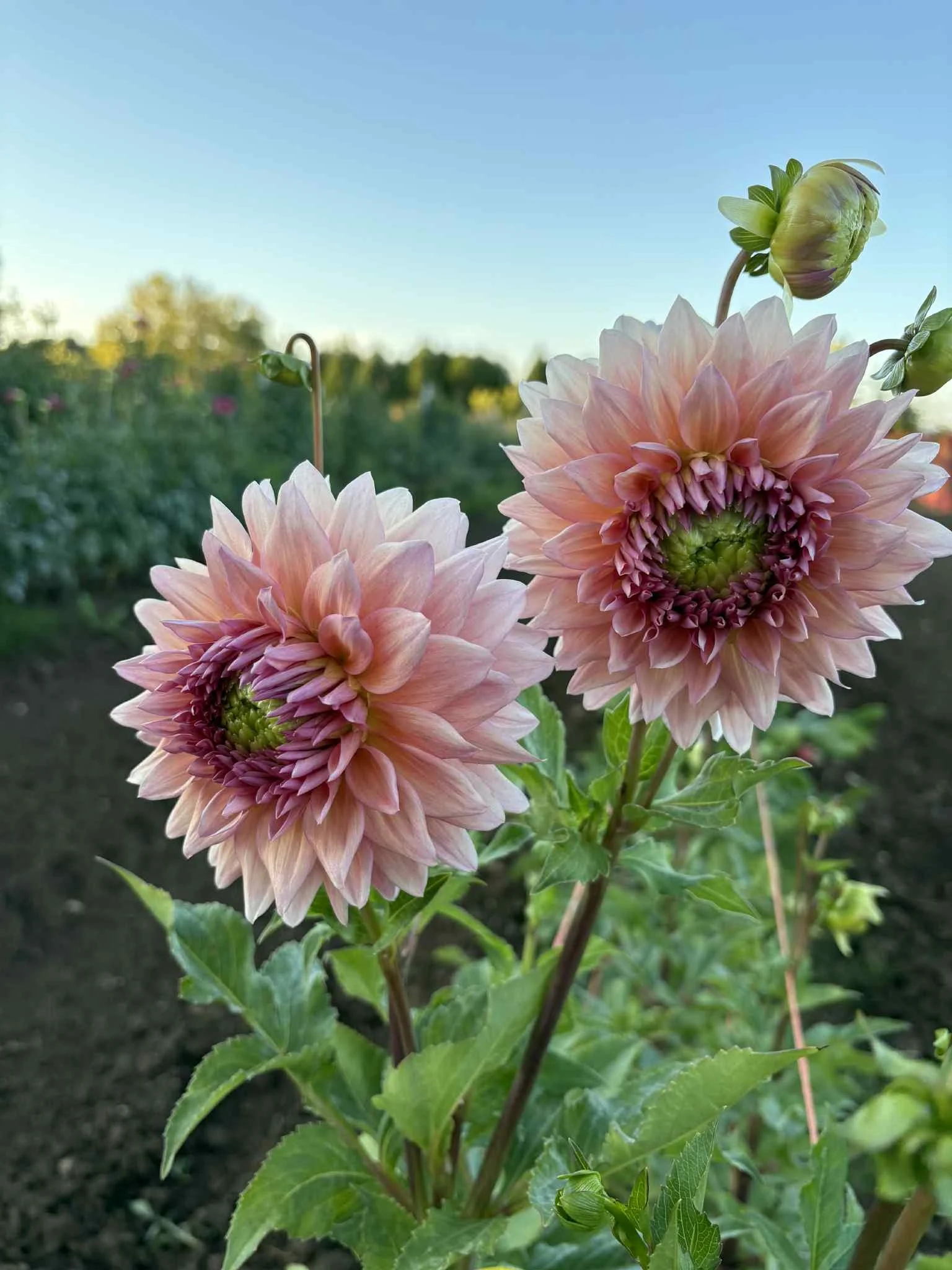 Wyn's Pink Pearl5.jpg