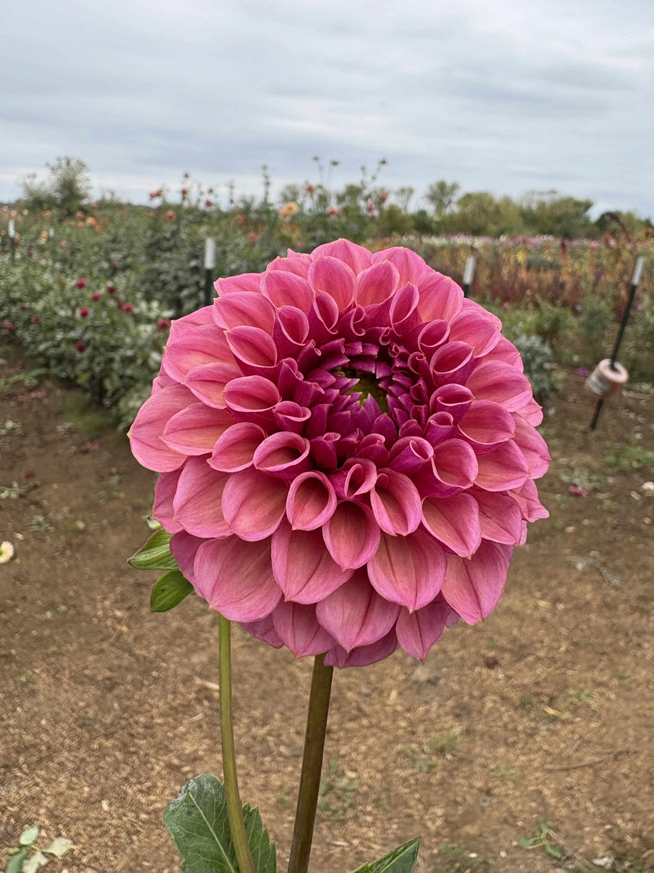 RM Berry Kiss116.JPG