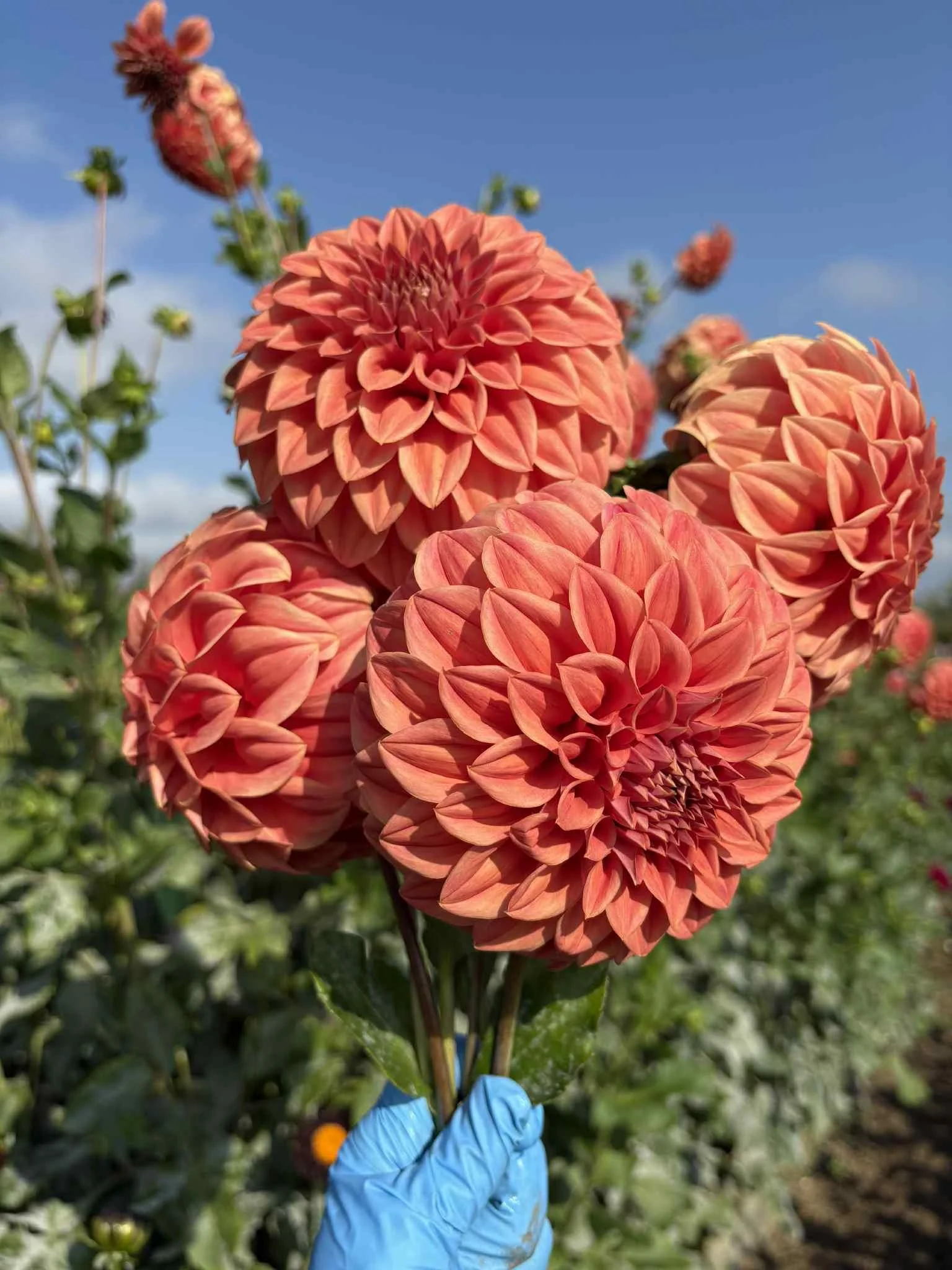 Syvlia Craig Hunter7.jpg