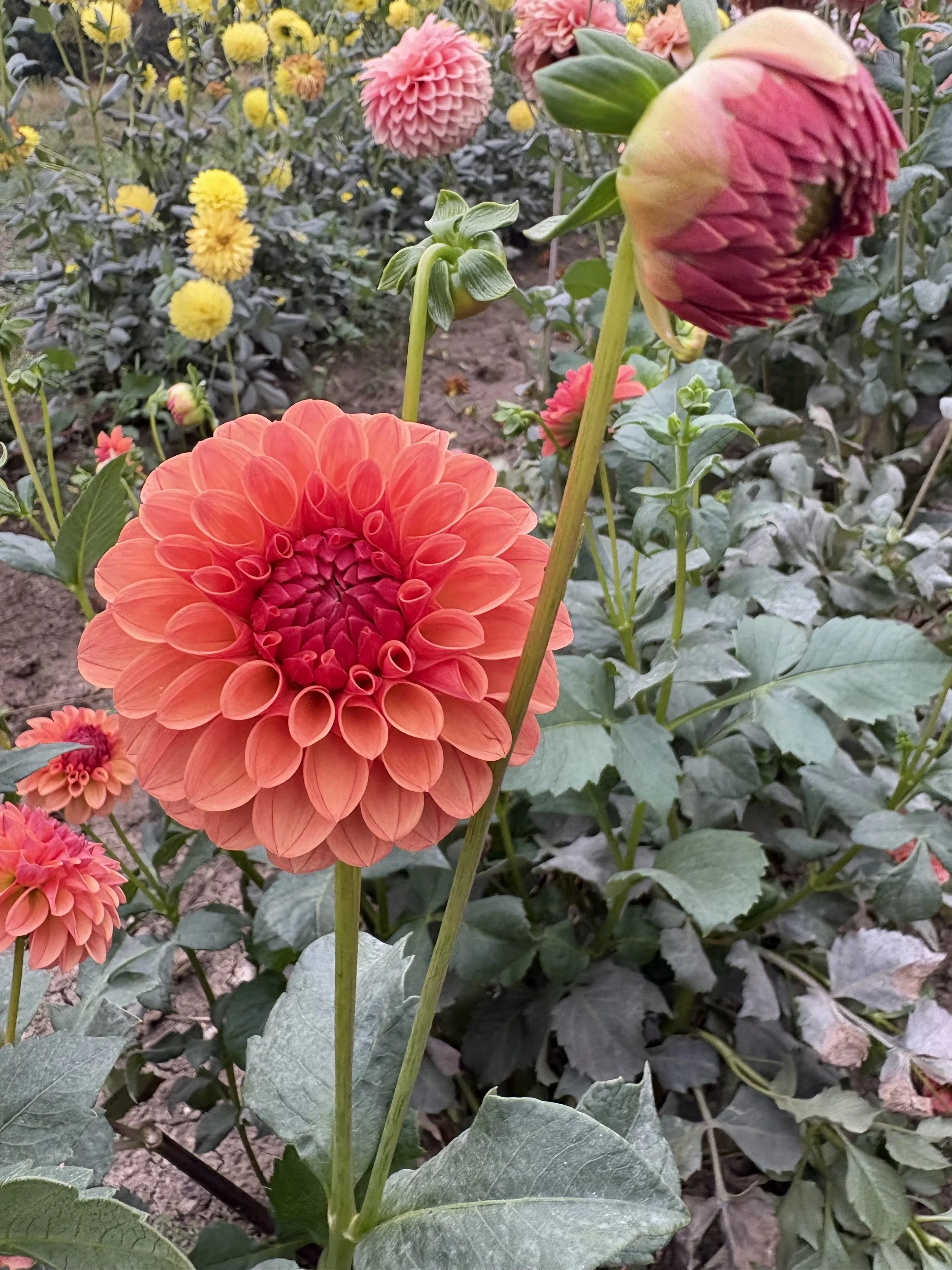 KA Blood Orange1.JPG